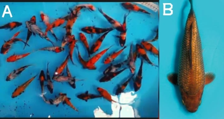 Lelang Koi Online, Jual Beli Ikan Koi, Pasar Koi Terbaik, Agen Lelang Koi, Penawaran Koi Berkualitas, Harga Jual Koi, Lelang Ikan Koi Import, Beli Koi Online, Jual Koi Murah, Koi Showroom, Penjual Koi Terpercaya, Lelang Koi Jakarta, Jual Koi Lokal, Koi Kualitas Unggul, Harga Terbaik Koi, Jual Koi Indukan, Lelang Ikan Hias Koi, Pasar Koi Indonesia, Beli Koi Berkualitas Tinggi, Koi Farm Terbesar, Jual Beli Koi Impor, Lelang Ikan Koi Kualitas Premium, Daftar Harga Koi Terbaru, Pusat Jual Beli Koi, Info Lelang Koi Hari Ini.