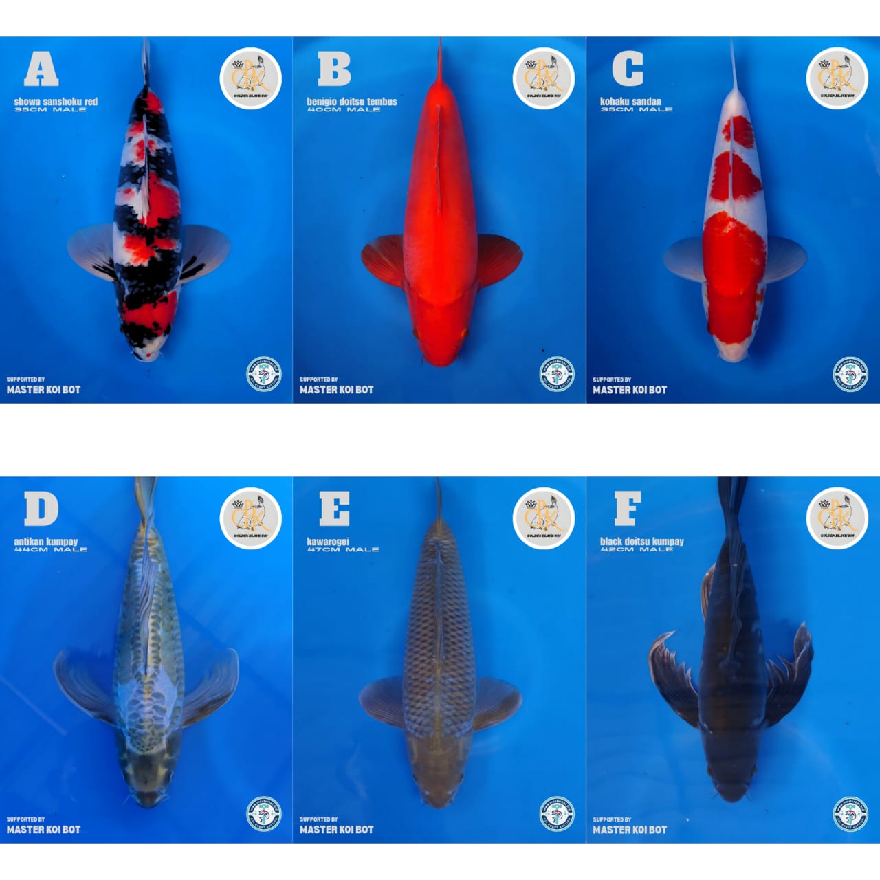 Lelang Koi Online, Jual Beli Ikan Koi, Pasar Koi Terbaik, Agen Lelang Koi, Penawaran Koi Berkualitas, Harga Jual Koi, Lelang Ikan Koi Import, Beli Koi Online, Jual Koi Murah, Koi Showroom, Penjual Koi Terpercaya, Lelang Koi Jakarta, Jual Koi Lokal, Koi Kualitas Unggul, Harga Terbaik Koi, Jual Koi Indukan, Lelang Ikan Hias Koi, Pasar Koi Indonesia, Beli Koi Berkualitas Tinggi, Koi Farm Terbesar, Jual Beli Koi Impor, Lelang Ikan Koi Kualitas Premium, Daftar Harga Koi Terbaru, Pusat Jual Beli Koi, Info Lelang Koi Hari Ini.