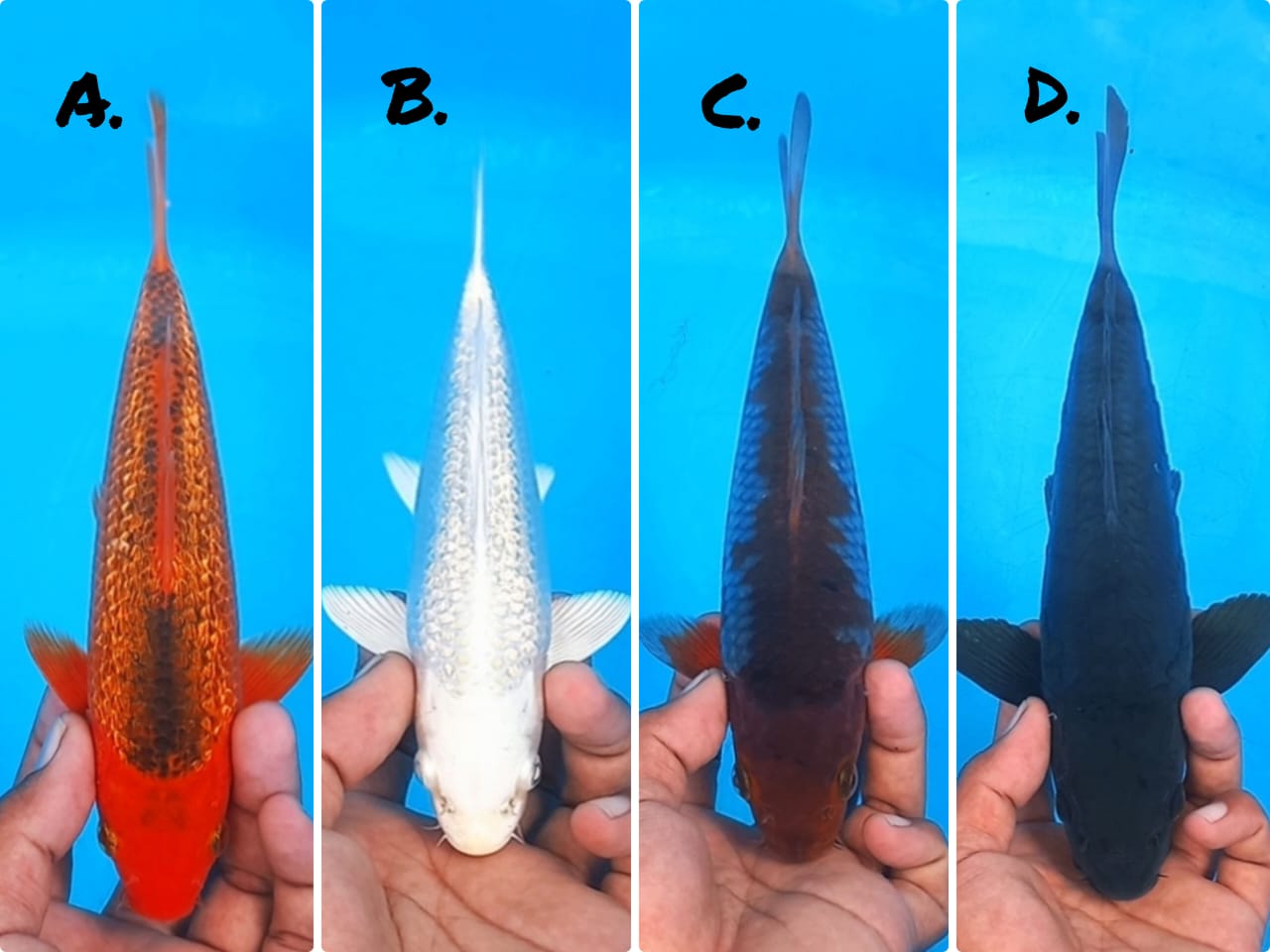 Lelang Koi Online, Jual Beli Ikan Koi, Pasar Koi Terbaik, Agen Lelang Koi, Penawaran Koi Berkualitas, Harga Jual Koi, Lelang Ikan Koi Import, Beli Koi Online, Jual Koi Murah, Koi Showroom, Penjual Koi Terpercaya, Lelang Koi Jakarta, Jual Koi Lokal, Koi Kualitas Unggul, Harga Terbaik Koi, Jual Koi Indukan, Lelang Ikan Hias Koi, Pasar Koi Indonesia, Beli Koi Berkualitas Tinggi, Koi Farm Terbesar, Jual Beli Koi Impor, Lelang Ikan Koi Kualitas Premium, Daftar Harga Koi Terbaru, Pusat Jual Beli Koi, Info Lelang Koi Hari Ini.