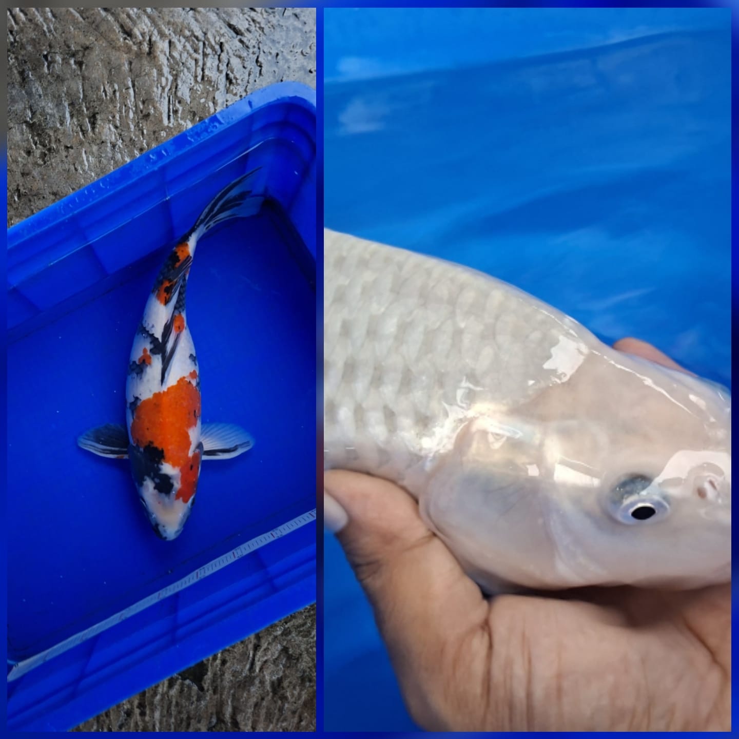 Lelang Koi Online, Jual Beli Ikan Koi, Pasar Koi Terbaik, Agen Lelang Koi, Penawaran Koi Berkualitas, Harga Jual Koi, Lelang Ikan Koi Import, Beli Koi Online, Jual Koi Murah, Koi Showroom, Penjual Koi Terpercaya, Lelang Koi Jakarta, Jual Koi Lokal, Koi Kualitas Unggul, Harga Terbaik Koi, Jual Koi Indukan, Lelang Ikan Hias Koi, Pasar Koi Indonesia, Beli Koi Berkualitas Tinggi, Koi Farm Terbesar, Jual Beli Koi Impor, Lelang Ikan Koi Kualitas Premium, Daftar Harga Koi Terbaru, Pusat Jual Beli Koi, Info Lelang Koi Hari Ini.