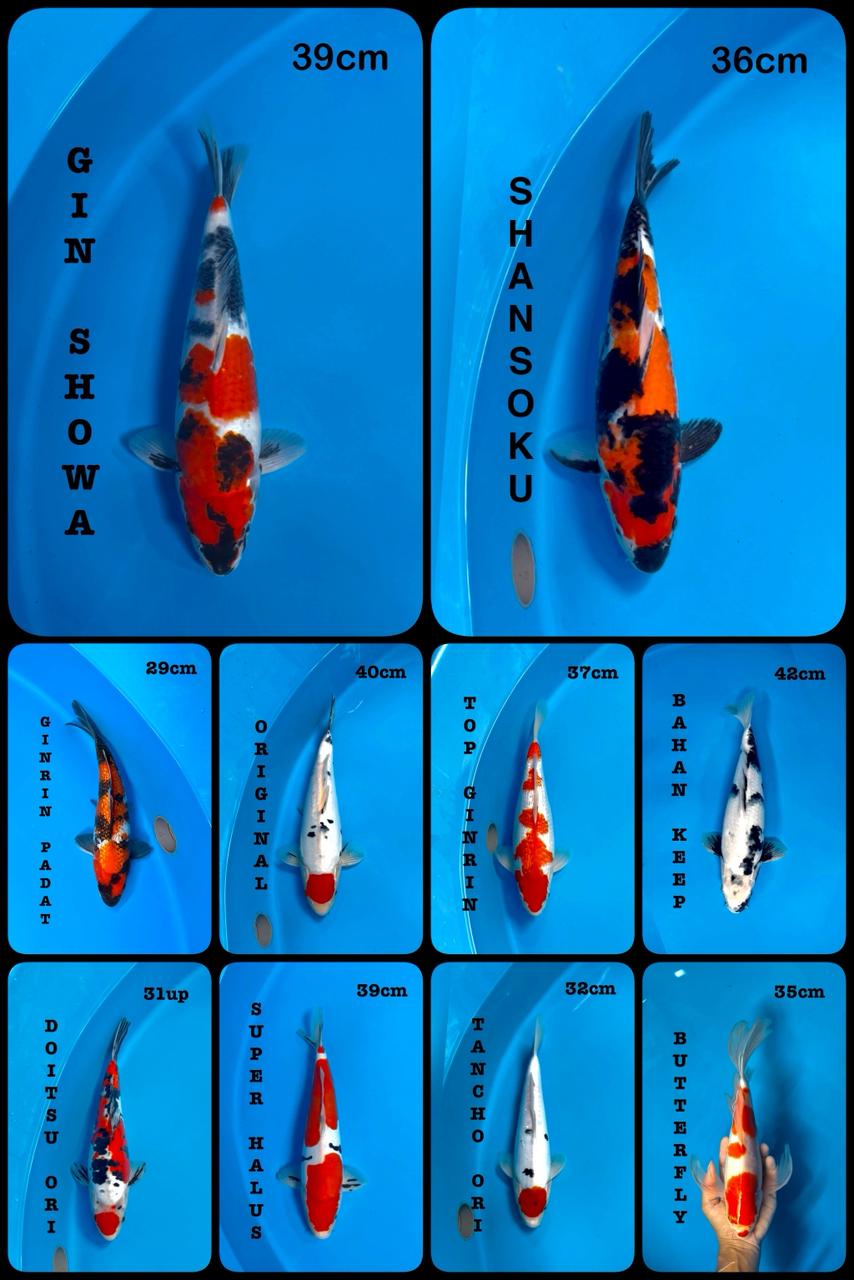 Lelang Koi Online, Jual Beli Ikan Koi, Pasar Koi Terbaik, Agen Lelang Koi, Penawaran Koi Berkualitas, Harga Jual Koi, Lelang Ikan Koi Import, Beli Koi Online, Jual Koi Murah, Koi Showroom, Penjual Koi Terpercaya, Lelang Koi Jakarta, Jual Koi Lokal, Koi Kualitas Unggul, Harga Terbaik Koi, Jual Koi Indukan, Lelang Ikan Hias Koi, Pasar Koi Indonesia, Beli Koi Berkualitas Tinggi, Koi Farm Terbesar, Jual Beli Koi Impor, Lelang Ikan Koi Kualitas Premium, Daftar Harga Koi Terbaru, Pusat Jual Beli Koi, Info Lelang Koi Hari Ini.