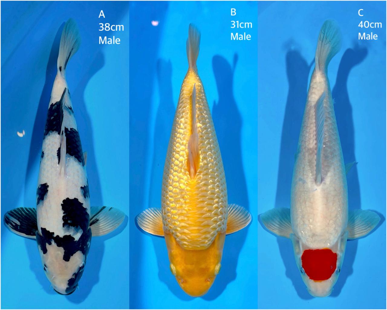 Lelang Koi Online, Jual Beli Ikan Koi, Pasar Koi Terbaik, Agen Lelang Koi, Penawaran Koi Berkualitas, Harga Jual Koi, Lelang Ikan Koi Import, Beli Koi Online, Jual Koi Murah, Koi Showroom, Penjual Koi Terpercaya, Lelang Koi Jakarta, Jual Koi Lokal, Koi Kualitas Unggul, Harga Terbaik Koi, Jual Koi Indukan, Lelang Ikan Hias Koi, Pasar Koi Indonesia, Beli Koi Berkualitas Tinggi, Koi Farm Terbesar, Jual Beli Koi Impor, Lelang Ikan Koi Kualitas Premium, Daftar Harga Koi Terbaru, Pusat Jual Beli Koi, Info Lelang Koi Hari Ini.