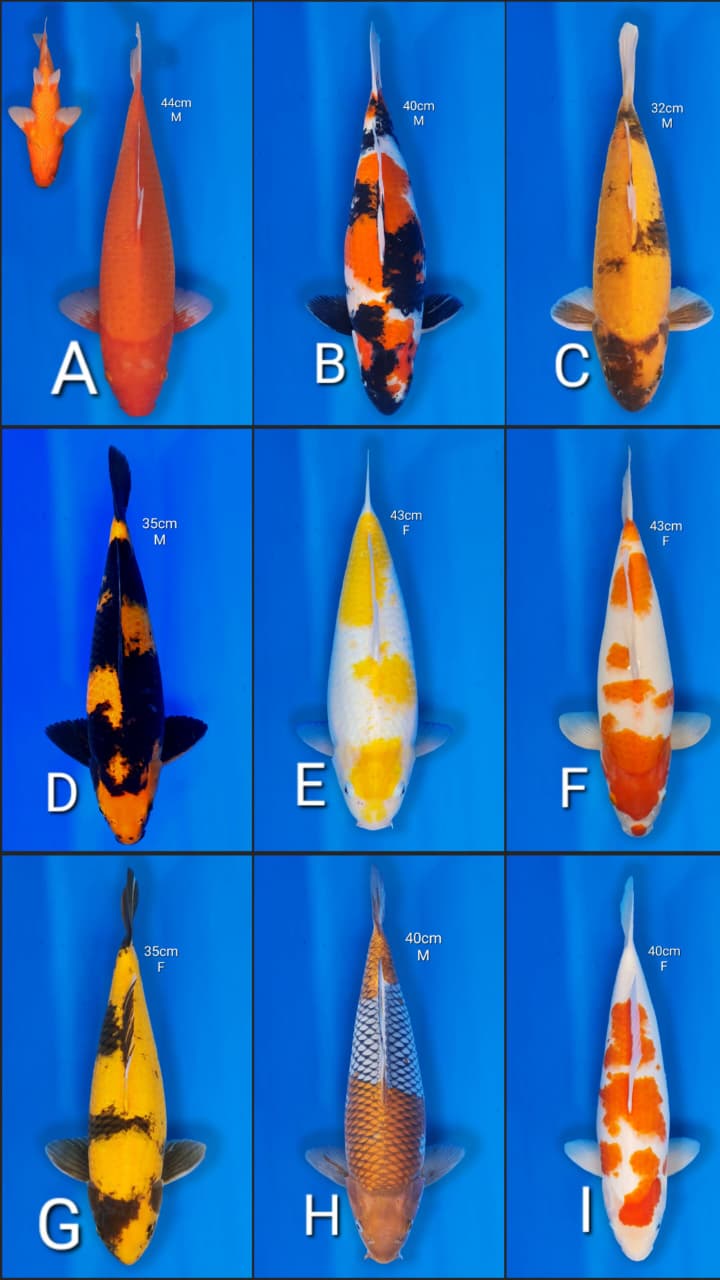 Lelang Koi Online, Jual Beli Ikan Koi, Pasar Koi Terbaik, Agen Lelang Koi, Penawaran Koi Berkualitas, Harga Jual Koi, Lelang Ikan Koi Import, Beli Koi Online, Jual Koi Murah, Koi Showroom, Penjual Koi Terpercaya, Lelang Koi Jakarta, Jual Koi Lokal, Koi Kualitas Unggul, Harga Terbaik Koi, Jual Koi Indukan, Lelang Ikan Hias Koi, Pasar Koi Indonesia, Beli Koi Berkualitas Tinggi, Koi Farm Terbesar, Jual Beli Koi Impor, Lelang Ikan Koi Kualitas Premium, Daftar Harga Koi Terbaru, Pusat Jual Beli Koi, Info Lelang Koi Hari Ini.