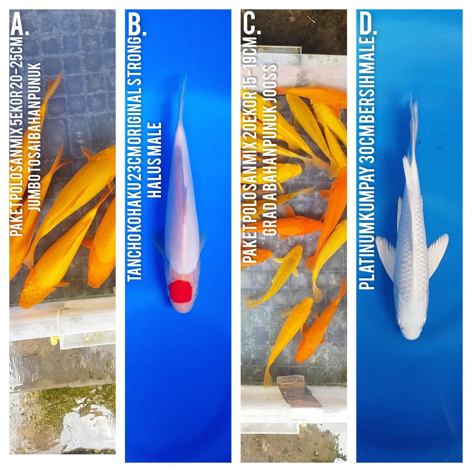 Lelang Koi Online, Jual Beli Ikan Koi, Pasar Koi Terbaik, Agen Lelang Koi, Penawaran Koi Berkualitas, Harga Jual Koi, Lelang Ikan Koi Import, Beli Koi Online, Jual Koi Murah, Koi Showroom, Penjual Koi Terpercaya, Lelang Koi Jakarta, Jual Koi Lokal, Koi Kualitas Unggul, Harga Terbaik Koi, Jual Koi Indukan, Lelang Ikan Hias Koi, Pasar Koi Indonesia, Beli Koi Berkualitas Tinggi, Koi Farm Terbesar, Jual Beli Koi Impor, Lelang Ikan Koi Kualitas Premium, Daftar Harga Koi Terbaru, Pusat Jual Beli Koi, Info Lelang Koi Hari Ini.