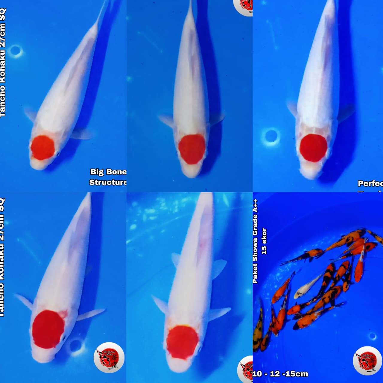 Lelang Koi Online, Jual Beli Ikan Koi, Pasar Koi Terbaik, Agen Lelang Koi, Penawaran Koi Berkualitas, Harga Jual Koi, Lelang Ikan Koi Import, Beli Koi Online, Jual Koi Murah, Koi Showroom, Penjual Koi Terpercaya, Lelang Koi Jakarta, Jual Koi Lokal, Koi Kualitas Unggul, Harga Terbaik Koi, Jual Koi Indukan, Lelang Ikan Hias Koi, Pasar Koi Indonesia, Beli Koi Berkualitas Tinggi, Koi Farm Terbesar, Jual Beli Koi Impor, Lelang Ikan Koi Kualitas Premium, Daftar Harga Koi Terbaru, Pusat Jual Beli Koi, Info Lelang Koi Hari Ini.