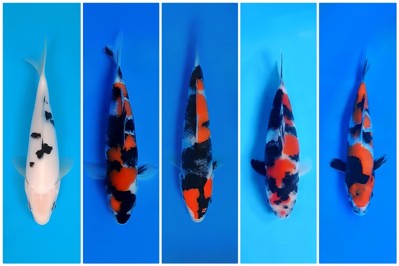 Lelang Koi Online, Jual Beli Ikan Koi, Pasar Koi Terbaik, Agen Lelang Koi, Penawaran Koi Berkualitas, Harga Jual Koi, Lelang Ikan Koi Import, Beli Koi Online, Jual Koi Murah, Koi Showroom, Penjual Koi Terpercaya, Lelang Koi Jakarta, Jual Koi Lokal, Koi Kualitas Unggul, Harga Terbaik Koi, Jual Koi Indukan, Lelang Ikan Hias Koi, Pasar Koi Indonesia, Beli Koi Berkualitas Tinggi, Koi Farm Terbesar, Jual Beli Koi Impor, Lelang Ikan Koi Kualitas Premium, Daftar Harga Koi Terbaru, Pusat Jual Beli Koi, Info Lelang Koi Hari Ini.