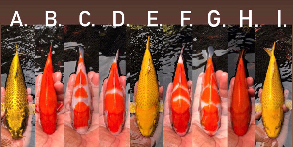 Lelang Koi Online, Jual Beli Ikan Koi, Pasar Koi Terbaik, Agen Lelang Koi, Penawaran Koi Berkualitas, Harga Jual Koi, Lelang Ikan Koi Import, Beli Koi Online, Jual Koi Murah, Koi Showroom, Penjual Koi Terpercaya, Lelang Koi Jakarta, Jual Koi Lokal, Koi Kualitas Unggul, Harga Terbaik Koi, Jual Koi Indukan, Lelang Ikan Hias Koi, Pasar Koi Indonesia, Beli Koi Berkualitas Tinggi, Koi Farm Terbesar, Jual Beli Koi Impor, Lelang Ikan Koi Kualitas Premium, Daftar Harga Koi Terbaru, Pusat Jual Beli Koi, Info Lelang Koi Hari Ini.