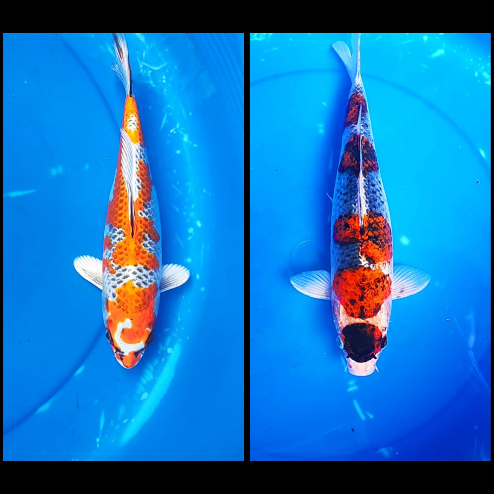 Lelang Koi Online, Jual Beli Ikan Koi, Pasar Koi Terbaik, Agen Lelang Koi, Penawaran Koi Berkualitas, Harga Jual Koi, Lelang Ikan Koi Import, Beli Koi Online, Jual Koi Murah, Koi Showroom, Penjual Koi Terpercaya, Lelang Koi Jakarta, Jual Koi Lokal, Koi Kualitas Unggul, Harga Terbaik Koi, Jual Koi Indukan, Lelang Ikan Hias Koi, Pasar Koi Indonesia, Beli Koi Berkualitas Tinggi, Koi Farm Terbesar, Jual Beli Koi Impor, Lelang Ikan Koi Kualitas Premium, Daftar Harga Koi Terbaru, Pusat Jual Beli Koi, Info Lelang Koi Hari Ini.