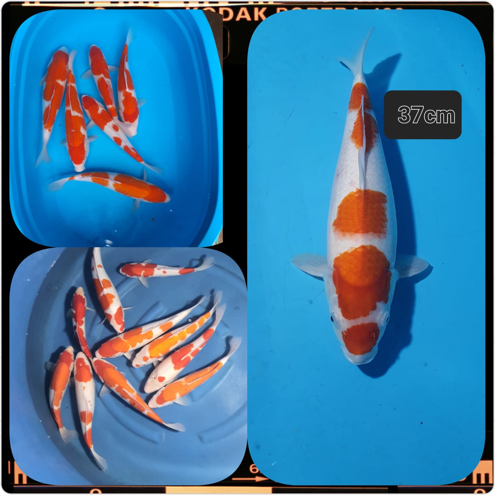 Lelang Koi Online, Jual Beli Ikan Koi, Pasar Koi Terbaik, Agen Lelang Koi, Penawaran Koi Berkualitas, Harga Jual Koi, Lelang Ikan Koi Import, Beli Koi Online, Jual Koi Murah, Koi Showroom, Penjual Koi Terpercaya, Lelang Koi Jakarta, Jual Koi Lokal, Koi Kualitas Unggul, Harga Terbaik Koi, Jual Koi Indukan, Lelang Ikan Hias Koi, Pasar Koi Indonesia, Beli Koi Berkualitas Tinggi, Koi Farm Terbesar, Jual Beli Koi Impor, Lelang Ikan Koi Kualitas Premium, Daftar Harga Koi Terbaru, Pusat Jual Beli Koi, Info Lelang Koi Hari Ini.