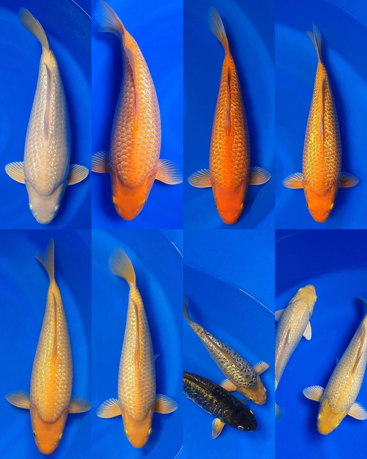 Lelang Koi Online, Jual Beli Ikan Koi, Pasar Koi Terbaik, Agen Lelang Koi, Penawaran Koi Berkualitas, Harga Jual Koi, Lelang Ikan Koi Import, Beli Koi Online, Jual Koi Murah, Koi Showroom, Penjual Koi Terpercaya, Lelang Koi Jakarta, Jual Koi Lokal, Koi Kualitas Unggul, Harga Terbaik Koi, Jual Koi Indukan, Lelang Ikan Hias Koi, Pasar Koi Indonesia, Beli Koi Berkualitas Tinggi, Koi Farm Terbesar, Jual Beli Koi Impor, Lelang Ikan Koi Kualitas Premium, Daftar Harga Koi Terbaru, Pusat Jual Beli Koi, Info Lelang Koi Hari Ini.