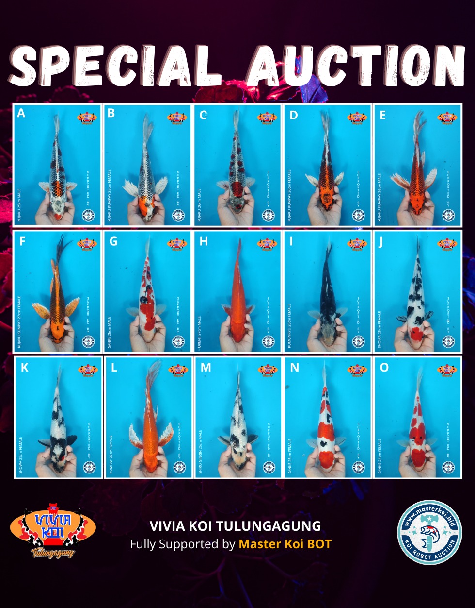 Lelang Koi Online, Jual Beli Ikan Koi, Pasar Koi Terbaik, Agen Lelang Koi, Penawaran Koi Berkualitas, Harga Jual Koi, Lelang Ikan Koi Import, Beli Koi Online, Jual Koi Murah, Koi Showroom, Penjual Koi Terpercaya, Lelang Koi Jakarta, Jual Koi Lokal, Koi Kualitas Unggul, Harga Terbaik Koi, Jual Koi Indukan, Lelang Ikan Hias Koi, Pasar Koi Indonesia, Beli Koi Berkualitas Tinggi, Koi Farm Terbesar, Jual Beli Koi Impor, Lelang Ikan Koi Kualitas Premium, Daftar Harga Koi Terbaru, Pusat Jual Beli Koi, Info Lelang Koi Hari Ini.