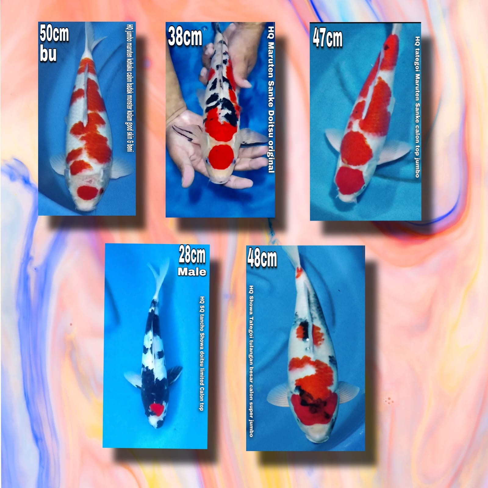 Lelang Koi Online, Jual Beli Ikan Koi, Pasar Koi Terbaik, Agen Lelang Koi, Penawaran Koi Berkualitas, Harga Jual Koi, Lelang Ikan Koi Import, Beli Koi Online, Jual Koi Murah, Koi Showroom, Penjual Koi Terpercaya, Lelang Koi Jakarta, Jual Koi Lokal, Koi Kualitas Unggul, Harga Terbaik Koi, Jual Koi Indukan, Lelang Ikan Hias Koi, Pasar Koi Indonesia, Beli Koi Berkualitas Tinggi, Koi Farm Terbesar, Jual Beli Koi Impor, Lelang Ikan Koi Kualitas Premium, Daftar Harga Koi Terbaru, Pusat Jual Beli Koi, Info Lelang Koi Hari Ini.