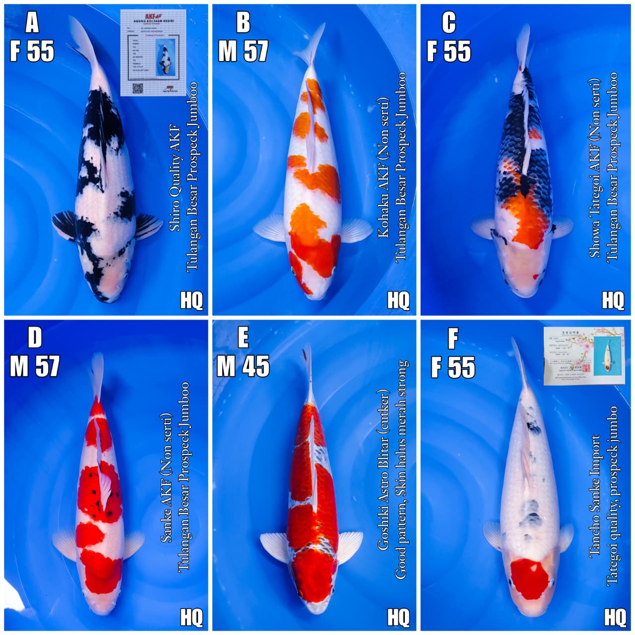 Lelang Koi Online, Jual Beli Ikan Koi, Pasar Koi Terbaik, Agen Lelang Koi, Penawaran Koi Berkualitas, Harga Jual Koi, Lelang Ikan Koi Import, Beli Koi Online, Jual Koi Murah, Koi Showroom, Penjual Koi Terpercaya, Lelang Koi Jakarta, Jual Koi Lokal, Koi Kualitas Unggul, Harga Terbaik Koi, Jual Koi Indukan, Lelang Ikan Hias Koi, Pasar Koi Indonesia, Beli Koi Berkualitas Tinggi, Koi Farm Terbesar, Jual Beli Koi Impor, Lelang Ikan Koi Kualitas Premium, Daftar Harga Koi Terbaru, Pusat Jual Beli Koi, Info Lelang Koi Hari Ini.