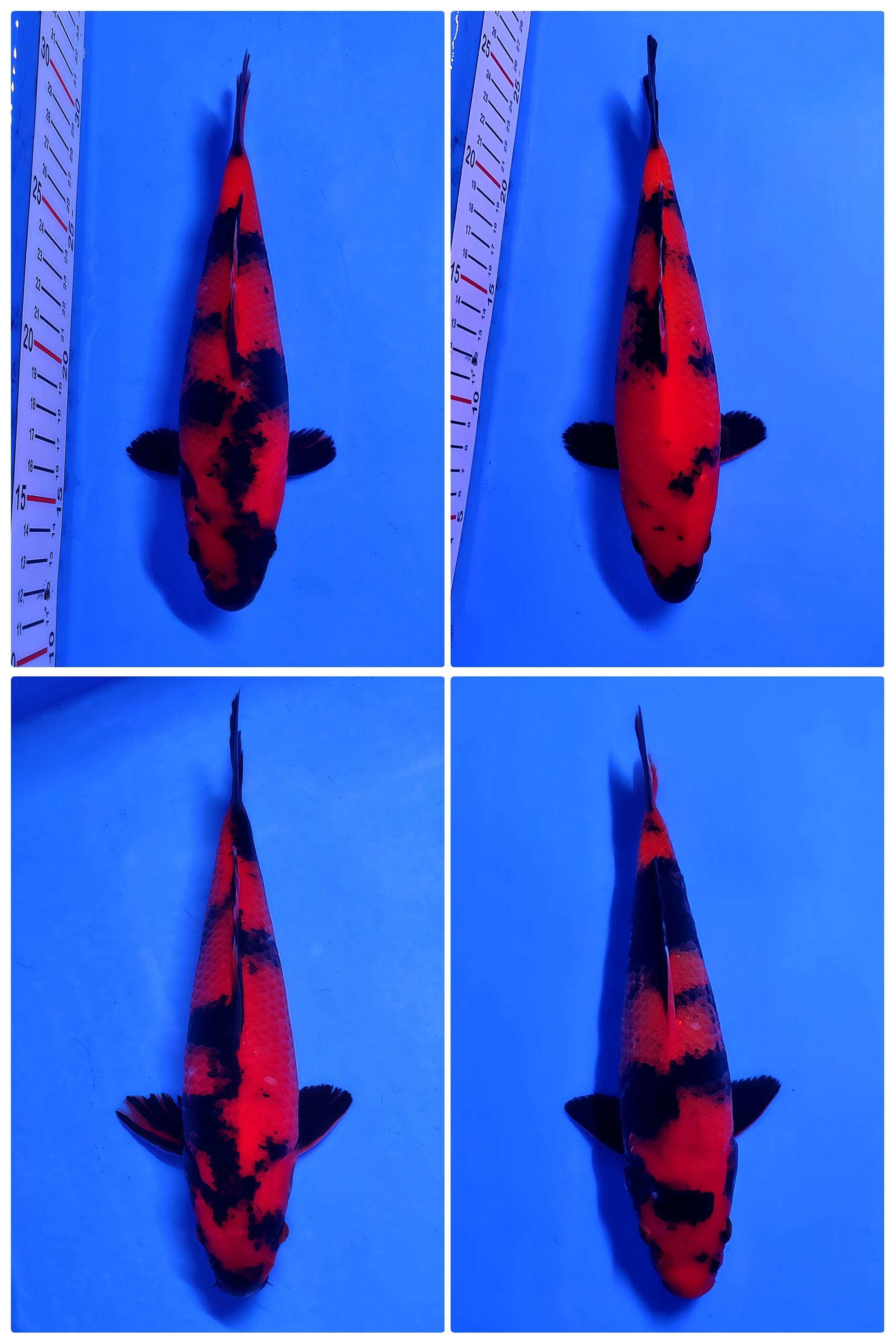 Lelang Koi Online, Jual Beli Ikan Koi, Pasar Koi Terbaik, Agen Lelang Koi, Penawaran Koi Berkualitas, Harga Jual Koi, Lelang Ikan Koi Import, Beli Koi Online, Jual Koi Murah, Koi Showroom, Penjual Koi Terpercaya, Lelang Koi Jakarta, Jual Koi Lokal, Koi Kualitas Unggul, Harga Terbaik Koi, Jual Koi Indukan, Lelang Ikan Hias Koi, Pasar Koi Indonesia, Beli Koi Berkualitas Tinggi, Koi Farm Terbesar, Jual Beli Koi Impor, Lelang Ikan Koi Kualitas Premium, Daftar Harga Koi Terbaru, Pusat Jual Beli Koi, Info Lelang Koi Hari Ini.