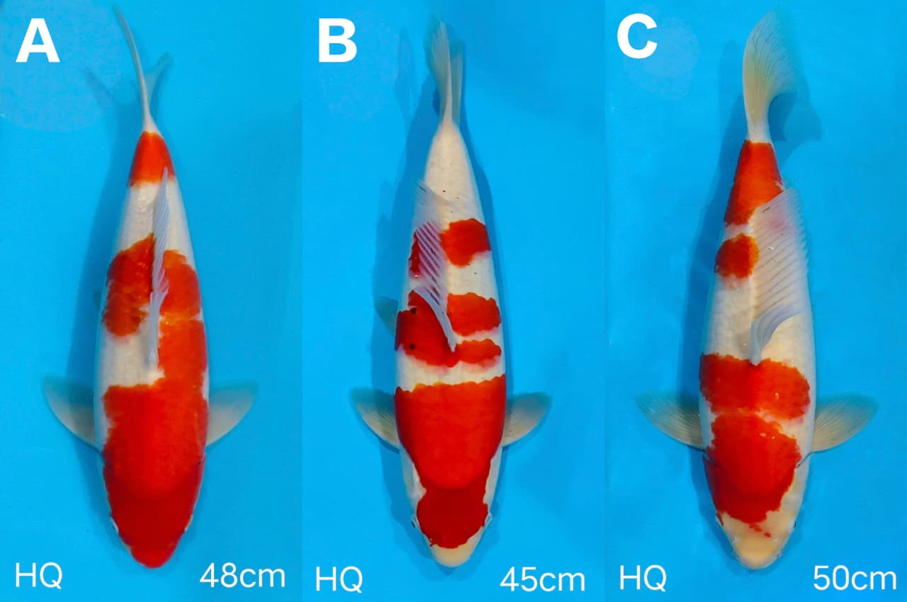 Lelang Koi Online, Jual Beli Ikan Koi, Pasar Koi Terbaik, Agen Lelang Koi, Penawaran Koi Berkualitas, Harga Jual Koi, Lelang Ikan Koi Import, Beli Koi Online, Jual Koi Murah, Koi Showroom, Penjual Koi Terpercaya, Lelang Koi Jakarta, Jual Koi Lokal, Koi Kualitas Unggul, Harga Terbaik Koi, Jual Koi Indukan, Lelang Ikan Hias Koi, Pasar Koi Indonesia, Beli Koi Berkualitas Tinggi, Koi Farm Terbesar, Jual Beli Koi Impor, Lelang Ikan Koi Kualitas Premium, Daftar Harga Koi Terbaru, Pusat Jual Beli Koi, Info Lelang Koi Hari Ini.