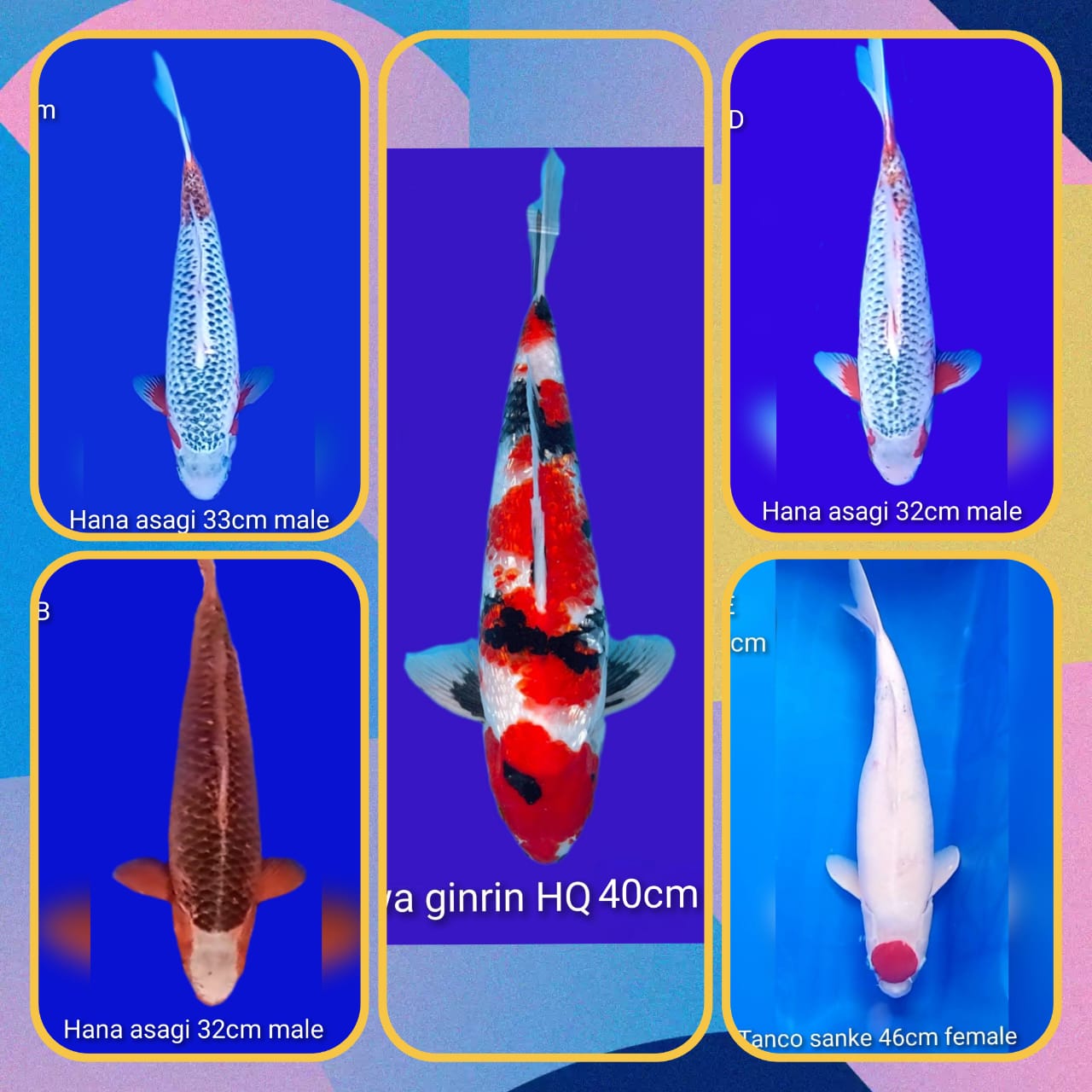 Lelang Koi Online, Jual Beli Ikan Koi, Pasar Koi Terbaik, Agen Lelang Koi, Penawaran Koi Berkualitas, Harga Jual Koi, Lelang Ikan Koi Import, Beli Koi Online, Jual Koi Murah, Koi Showroom, Penjual Koi Terpercaya, Lelang Koi Jakarta, Jual Koi Lokal, Koi Kualitas Unggul, Harga Terbaik Koi, Jual Koi Indukan, Lelang Ikan Hias Koi, Pasar Koi Indonesia, Beli Koi Berkualitas Tinggi, Koi Farm Terbesar, Jual Beli Koi Impor, Lelang Ikan Koi Kualitas Premium, Daftar Harga Koi Terbaru, Pusat Jual Beli Koi, Info Lelang Koi Hari Ini.