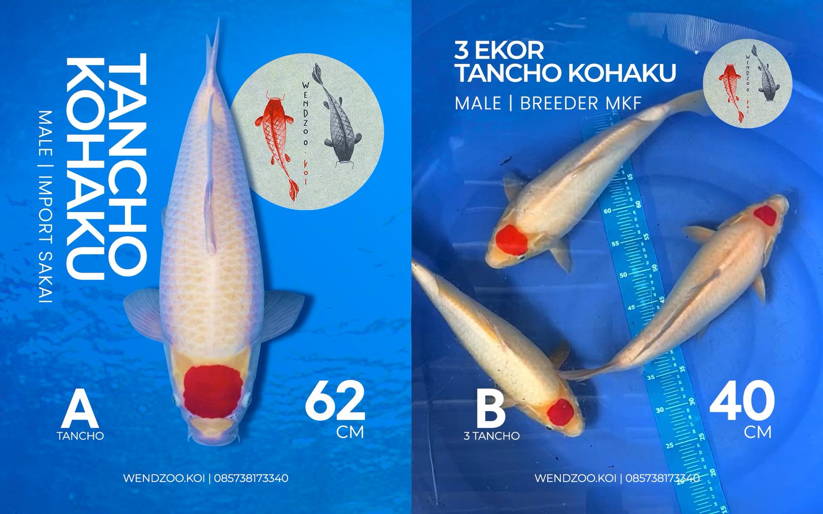 Lelang Koi Online, Jual Beli Ikan Koi, Pasar Koi Terbaik, Agen Lelang Koi, Penawaran Koi Berkualitas, Harga Jual Koi, Lelang Ikan Koi Import, Beli Koi Online, Jual Koi Murah, Koi Showroom, Penjual Koi Terpercaya, Lelang Koi Jakarta, Jual Koi Lokal, Koi Kualitas Unggul, Harga Terbaik Koi, Jual Koi Indukan, Lelang Ikan Hias Koi, Pasar Koi Indonesia, Beli Koi Berkualitas Tinggi, Koi Farm Terbesar, Jual Beli Koi Impor, Lelang Ikan Koi Kualitas Premium, Daftar Harga Koi Terbaru, Pusat Jual Beli Koi, Info Lelang Koi Hari Ini.