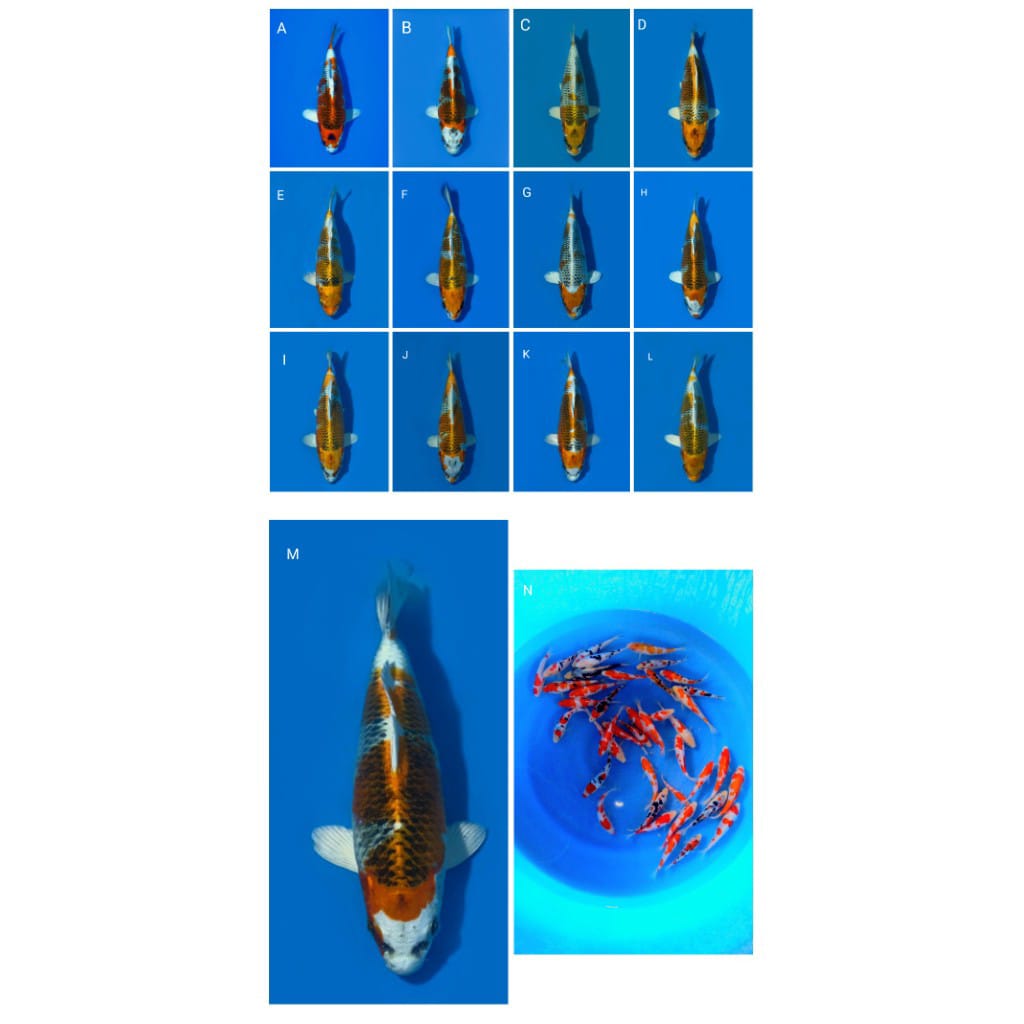 Lelang Koi Online, Jual Beli Ikan Koi, Pasar Koi Terbaik, Agen Lelang Koi, Penawaran Koi Berkualitas, Harga Jual Koi, Lelang Ikan Koi Import, Beli Koi Online, Jual Koi Murah, Koi Showroom, Penjual Koi Terpercaya, Lelang Koi Jakarta, Jual Koi Lokal, Koi Kualitas Unggul, Harga Terbaik Koi, Jual Koi Indukan, Lelang Ikan Hias Koi, Pasar Koi Indonesia, Beli Koi Berkualitas Tinggi, Koi Farm Terbesar, Jual Beli Koi Impor, Lelang Ikan Koi Kualitas Premium, Daftar Harga Koi Terbaru, Pusat Jual Beli Koi, Info Lelang Koi Hari Ini.