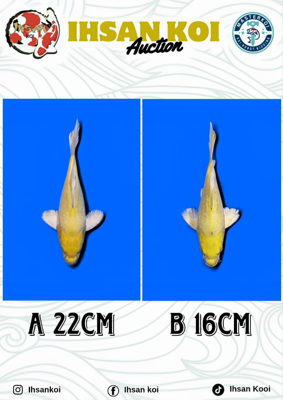 Lelang Koi Online, Jual Beli Ikan Koi, Pasar Koi Terbaik, Agen Lelang Koi, Penawaran Koi Berkualitas, Harga Jual Koi, Lelang Ikan Koi Import, Beli Koi Online, Jual Koi Murah, Koi Showroom, Penjual Koi Terpercaya, Lelang Koi Jakarta, Jual Koi Lokal, Koi Kualitas Unggul, Harga Terbaik Koi, Jual Koi Indukan, Lelang Ikan Hias Koi, Pasar Koi Indonesia, Beli Koi Berkualitas Tinggi, Koi Farm Terbesar, Jual Beli Koi Impor, Lelang Ikan Koi Kualitas Premium, Daftar Harga Koi Terbaru, Pusat Jual Beli Koi, Info Lelang Koi Hari Ini.