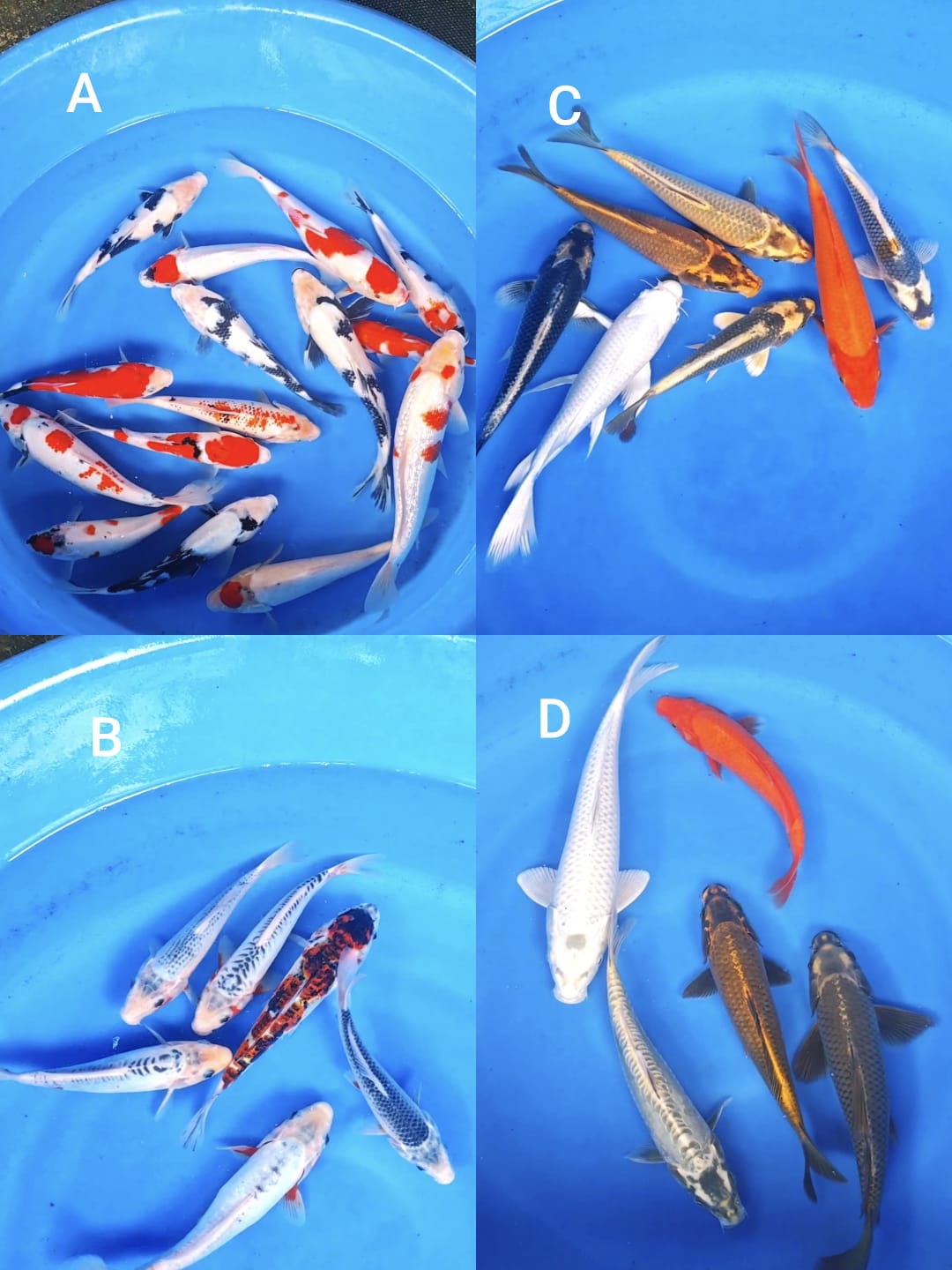 Lelang Koi Online, Jual Beli Ikan Koi, Pasar Koi Terbaik, Agen Lelang Koi, Penawaran Koi Berkualitas, Harga Jual Koi, Lelang Ikan Koi Import, Beli Koi Online, Jual Koi Murah, Koi Showroom, Penjual Koi Terpercaya, Lelang Koi Jakarta, Jual Koi Lokal, Koi Kualitas Unggul, Harga Terbaik Koi, Jual Koi Indukan, Lelang Ikan Hias Koi, Pasar Koi Indonesia, Beli Koi Berkualitas Tinggi, Koi Farm Terbesar, Jual Beli Koi Impor, Lelang Ikan Koi Kualitas Premium, Daftar Harga Koi Terbaru, Pusat Jual Beli Koi, Info Lelang Koi Hari Ini.