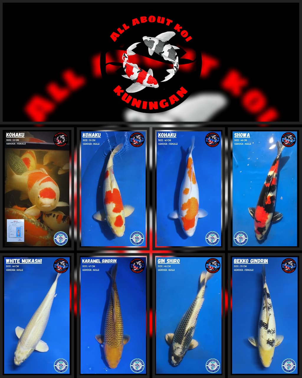 Lelang Koi Online, Jual Beli Ikan Koi, Pasar Koi Terbaik, Agen Lelang Koi, Penawaran Koi Berkualitas, Harga Jual Koi, Lelang Ikan Koi Import, Beli Koi Online, Jual Koi Murah, Koi Showroom, Penjual Koi Terpercaya, Lelang Koi Jakarta, Jual Koi Lokal, Koi Kualitas Unggul, Harga Terbaik Koi, Jual Koi Indukan, Lelang Ikan Hias Koi, Pasar Koi Indonesia, Beli Koi Berkualitas Tinggi, Koi Farm Terbesar, Jual Beli Koi Impor, Lelang Ikan Koi Kualitas Premium, Daftar Harga Koi Terbaru, Pusat Jual Beli Koi, Info Lelang Koi Hari Ini.