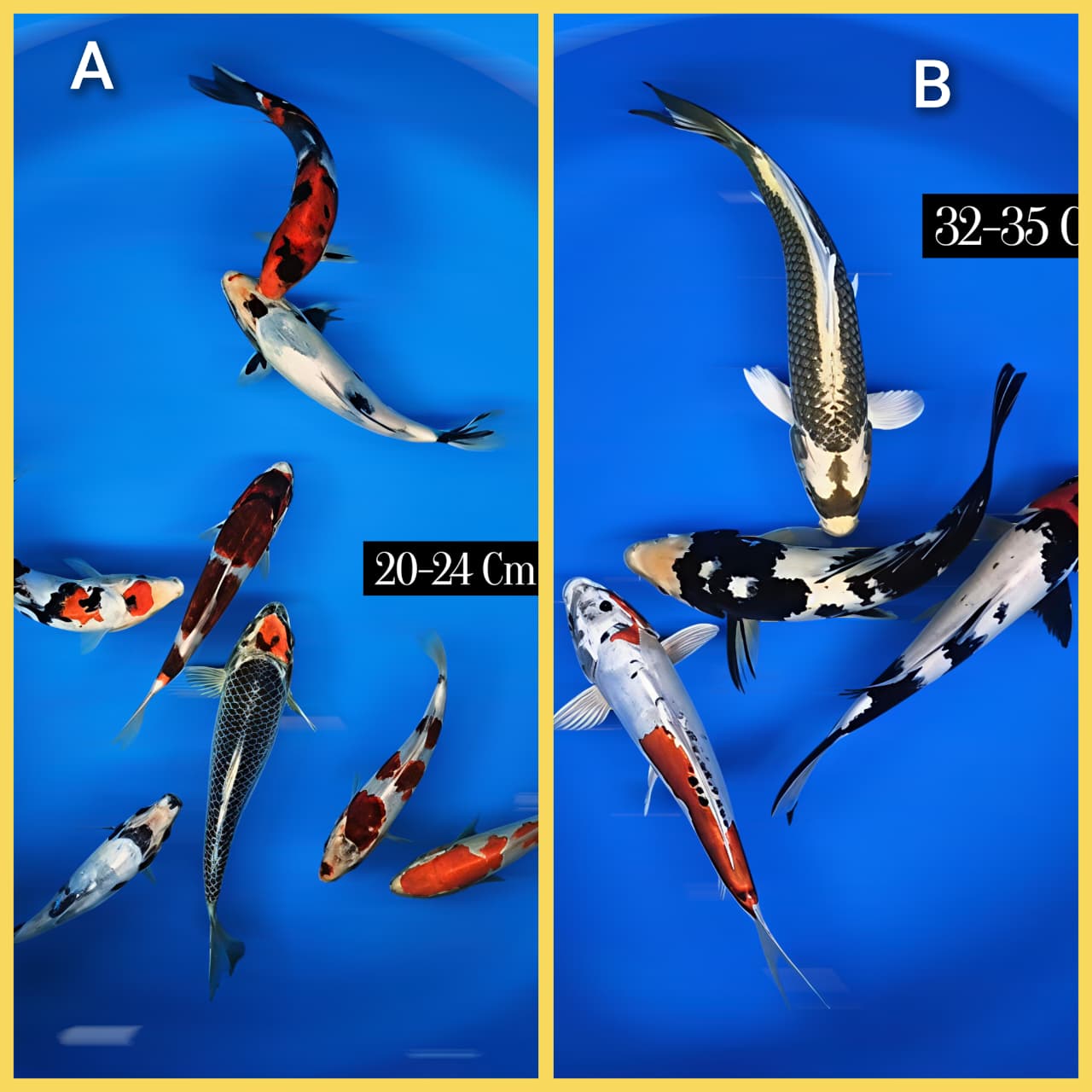 Lelang Koi Online, Jual Beli Ikan Koi, Pasar Koi Terbaik, Agen Lelang Koi, Penawaran Koi Berkualitas, Harga Jual Koi, Lelang Ikan Koi Import, Beli Koi Online, Jual Koi Murah, Koi Showroom, Penjual Koi Terpercaya, Lelang Koi Jakarta, Jual Koi Lokal, Koi Kualitas Unggul, Harga Terbaik Koi, Jual Koi Indukan, Lelang Ikan Hias Koi, Pasar Koi Indonesia, Beli Koi Berkualitas Tinggi, Koi Farm Terbesar, Jual Beli Koi Impor, Lelang Ikan Koi Kualitas Premium, Daftar Harga Koi Terbaru, Pusat Jual Beli Koi, Info Lelang Koi Hari Ini.