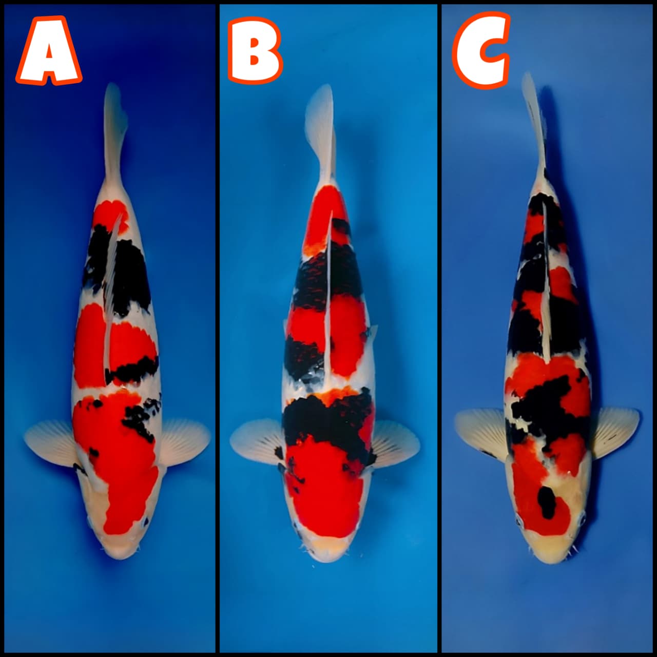 Lelang Koi Online, Jual Beli Ikan Koi, Pasar Koi Terbaik, Agen Lelang Koi, Penawaran Koi Berkualitas, Harga Jual Koi, Lelang Ikan Koi Import, Beli Koi Online, Jual Koi Murah, Koi Showroom, Penjual Koi Terpercaya, Lelang Koi Jakarta, Jual Koi Lokal, Koi Kualitas Unggul, Harga Terbaik Koi, Jual Koi Indukan, Lelang Ikan Hias Koi, Pasar Koi Indonesia, Beli Koi Berkualitas Tinggi, Koi Farm Terbesar, Jual Beli Koi Impor, Lelang Ikan Koi Kualitas Premium, Daftar Harga Koi Terbaru, Pusat Jual Beli Koi, Info Lelang Koi Hari Ini.