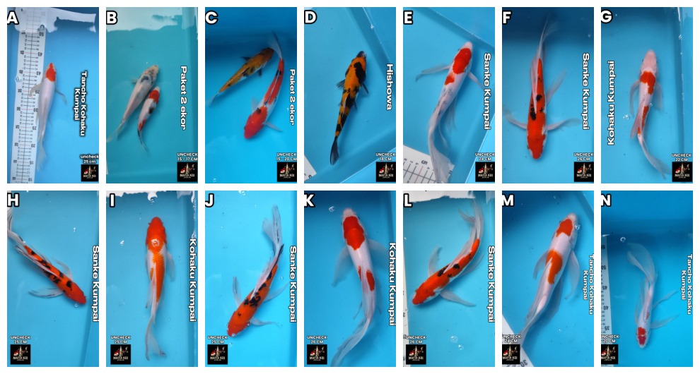 Lelang Koi Online, Jual Beli Ikan Koi, Pasar Koi Terbaik, Agen Lelang Koi, Penawaran Koi Berkualitas, Harga Jual Koi, Lelang Ikan Koi Import, Beli Koi Online, Jual Koi Murah, Koi Showroom, Penjual Koi Terpercaya, Lelang Koi Jakarta, Jual Koi Lokal, Koi Kualitas Unggul, Harga Terbaik Koi, Jual Koi Indukan, Lelang Ikan Hias Koi, Pasar Koi Indonesia, Beli Koi Berkualitas Tinggi, Koi Farm Terbesar, Jual Beli Koi Impor, Lelang Ikan Koi Kualitas Premium, Daftar Harga Koi Terbaru, Pusat Jual Beli Koi, Info Lelang Koi Hari Ini.