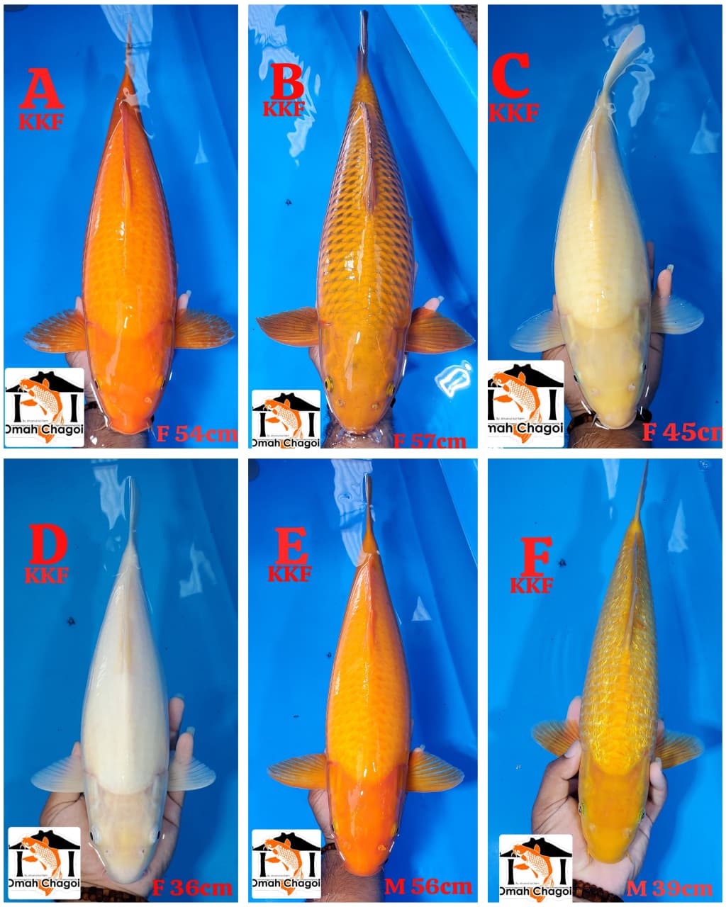 Lelang Koi Online, Jual Beli Ikan Koi, Pasar Koi Terbaik, Agen Lelang Koi, Penawaran Koi Berkualitas, Harga Jual Koi, Lelang Ikan Koi Import, Beli Koi Online, Jual Koi Murah, Koi Showroom, Penjual Koi Terpercaya, Lelang Koi Jakarta, Jual Koi Lokal, Koi Kualitas Unggul, Harga Terbaik Koi, Jual Koi Indukan, Lelang Ikan Hias Koi, Pasar Koi Indonesia, Beli Koi Berkualitas Tinggi, Koi Farm Terbesar, Jual Beli Koi Impor, Lelang Ikan Koi Kualitas Premium, Daftar Harga Koi Terbaru, Pusat Jual Beli Koi, Info Lelang Koi Hari Ini.