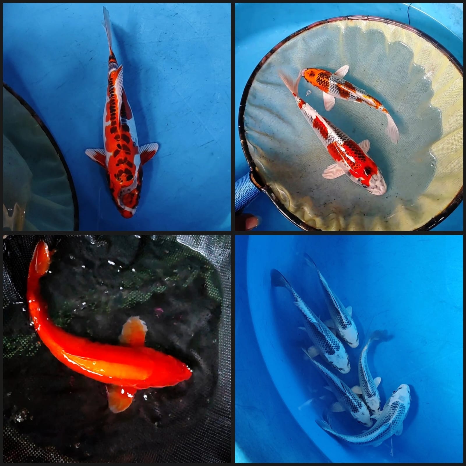 Lelang Koi Online, Jual Beli Ikan Koi, Pasar Koi Terbaik, Agen Lelang Koi, Penawaran Koi Berkualitas, Harga Jual Koi, Lelang Ikan Koi Import, Beli Koi Online, Jual Koi Murah, Koi Showroom, Penjual Koi Terpercaya, Lelang Koi Jakarta, Jual Koi Lokal, Koi Kualitas Unggul, Harga Terbaik Koi, Jual Koi Indukan, Lelang Ikan Hias Koi, Pasar Koi Indonesia, Beli Koi Berkualitas Tinggi, Koi Farm Terbesar, Jual Beli Koi Impor, Lelang Ikan Koi Kualitas Premium, Daftar Harga Koi Terbaru, Pusat Jual Beli Koi, Info Lelang Koi Hari Ini.