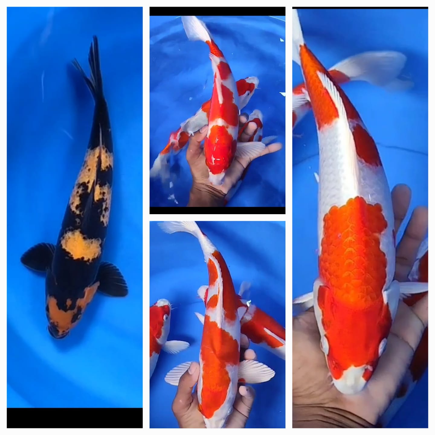 Lelang Koi Online, Jual Beli Ikan Koi, Pasar Koi Terbaik, Agen Lelang Koi, Penawaran Koi Berkualitas, Harga Jual Koi, Lelang Ikan Koi Import, Beli Koi Online, Jual Koi Murah, Koi Showroom, Penjual Koi Terpercaya, Lelang Koi Jakarta, Jual Koi Lokal, Koi Kualitas Unggul, Harga Terbaik Koi, Jual Koi Indukan, Lelang Ikan Hias Koi, Pasar Koi Indonesia, Beli Koi Berkualitas Tinggi, Koi Farm Terbesar, Jual Beli Koi Impor, Lelang Ikan Koi Kualitas Premium, Daftar Harga Koi Terbaru, Pusat Jual Beli Koi, Info Lelang Koi Hari Ini.