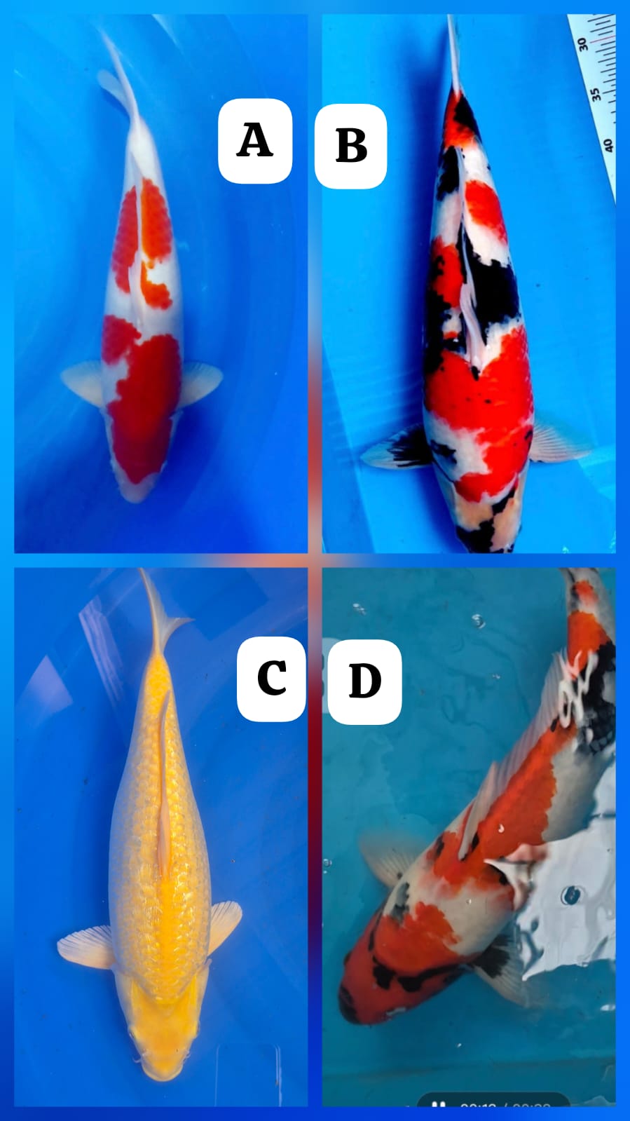 Lelang Koi Online, Jual Beli Ikan Koi, Pasar Koi Terbaik, Agen Lelang Koi, Penawaran Koi Berkualitas, Harga Jual Koi, Lelang Ikan Koi Import, Beli Koi Online, Jual Koi Murah, Koi Showroom, Penjual Koi Terpercaya, Lelang Koi Jakarta, Jual Koi Lokal, Koi Kualitas Unggul, Harga Terbaik Koi, Jual Koi Indukan, Lelang Ikan Hias Koi, Pasar Koi Indonesia, Beli Koi Berkualitas Tinggi, Koi Farm Terbesar, Jual Beli Koi Impor, Lelang Ikan Koi Kualitas Premium, Daftar Harga Koi Terbaru, Pusat Jual Beli Koi, Info Lelang Koi Hari Ini.