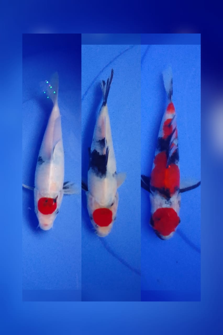 Lelang Koi Online, Jual Beli Ikan Koi, Pasar Koi Terbaik, Agen Lelang Koi, Penawaran Koi Berkualitas, Harga Jual Koi, Lelang Ikan Koi Import, Beli Koi Online, Jual Koi Murah, Koi Showroom, Penjual Koi Terpercaya, Lelang Koi Jakarta, Jual Koi Lokal, Koi Kualitas Unggul, Harga Terbaik Koi, Jual Koi Indukan, Lelang Ikan Hias Koi, Pasar Koi Indonesia, Beli Koi Berkualitas Tinggi, Koi Farm Terbesar, Jual Beli Koi Impor, Lelang Ikan Koi Kualitas Premium, Daftar Harga Koi Terbaru, Pusat Jual Beli Koi, Info Lelang Koi Hari Ini.
