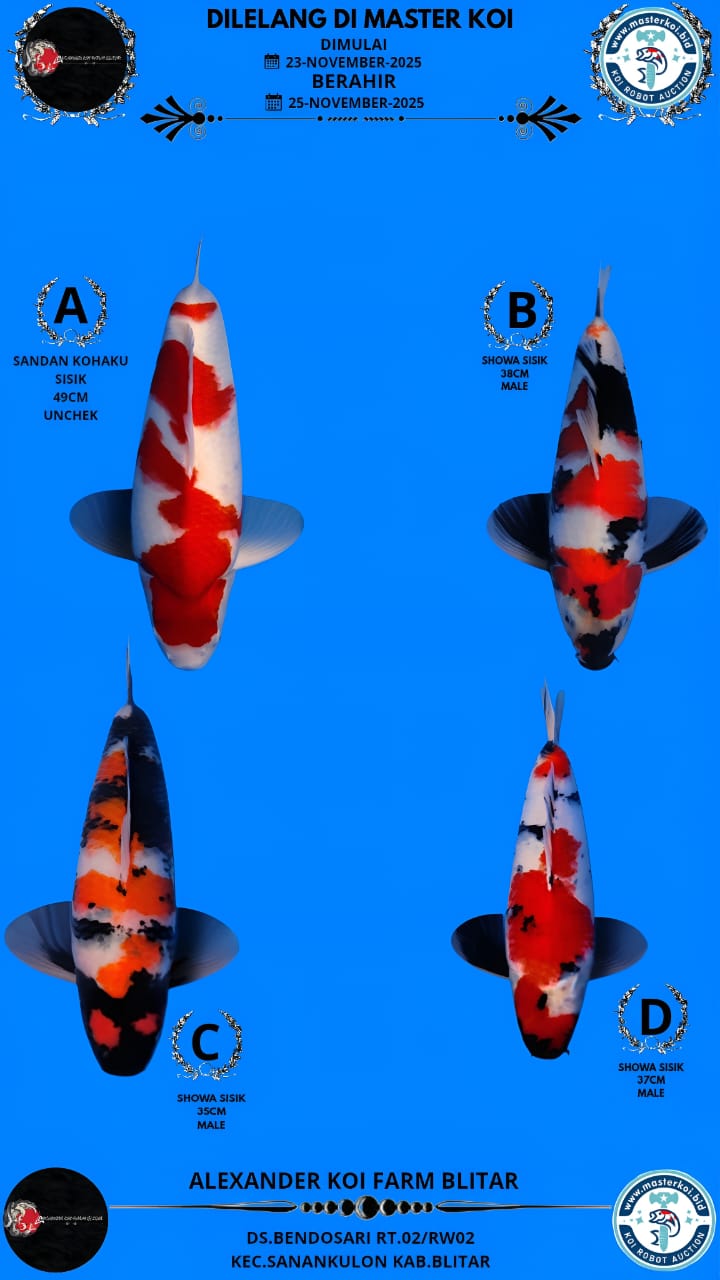 Lelang Koi Online, Jual Beli Ikan Koi, Pasar Koi Terbaik, Agen Lelang Koi, Penawaran Koi Berkualitas, Harga Jual Koi, Lelang Ikan Koi Import, Beli Koi Online, Jual Koi Murah, Koi Showroom, Penjual Koi Terpercaya, Lelang Koi Jakarta, Jual Koi Lokal, Koi Kualitas Unggul, Harga Terbaik Koi, Jual Koi Indukan, Lelang Ikan Hias Koi, Pasar Koi Indonesia, Beli Koi Berkualitas Tinggi, Koi Farm Terbesar, Jual Beli Koi Impor, Lelang Ikan Koi Kualitas Premium, Daftar Harga Koi Terbaru, Pusat Jual Beli Koi, Info Lelang Koi Hari Ini.