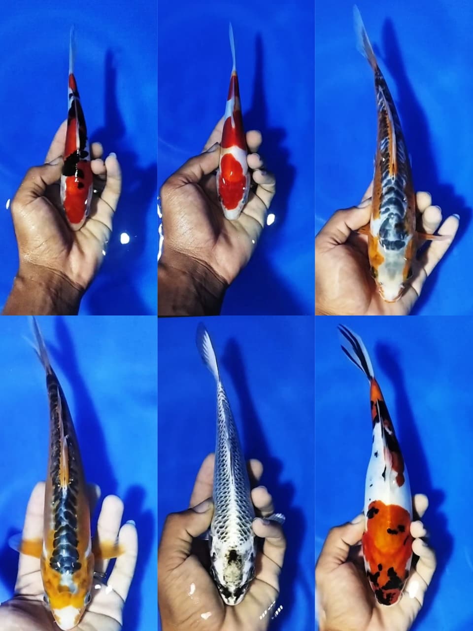 Lelang Koi Online, Jual Beli Ikan Koi, Pasar Koi Terbaik, Agen Lelang Koi, Penawaran Koi Berkualitas, Harga Jual Koi, Lelang Ikan Koi Import, Beli Koi Online, Jual Koi Murah, Koi Showroom, Penjual Koi Terpercaya, Lelang Koi Jakarta, Jual Koi Lokal, Koi Kualitas Unggul, Harga Terbaik Koi, Jual Koi Indukan, Lelang Ikan Hias Koi, Pasar Koi Indonesia, Beli Koi Berkualitas Tinggi, Koi Farm Terbesar, Jual Beli Koi Impor, Lelang Ikan Koi Kualitas Premium, Daftar Harga Koi Terbaru, Pusat Jual Beli Koi, Info Lelang Koi Hari Ini.