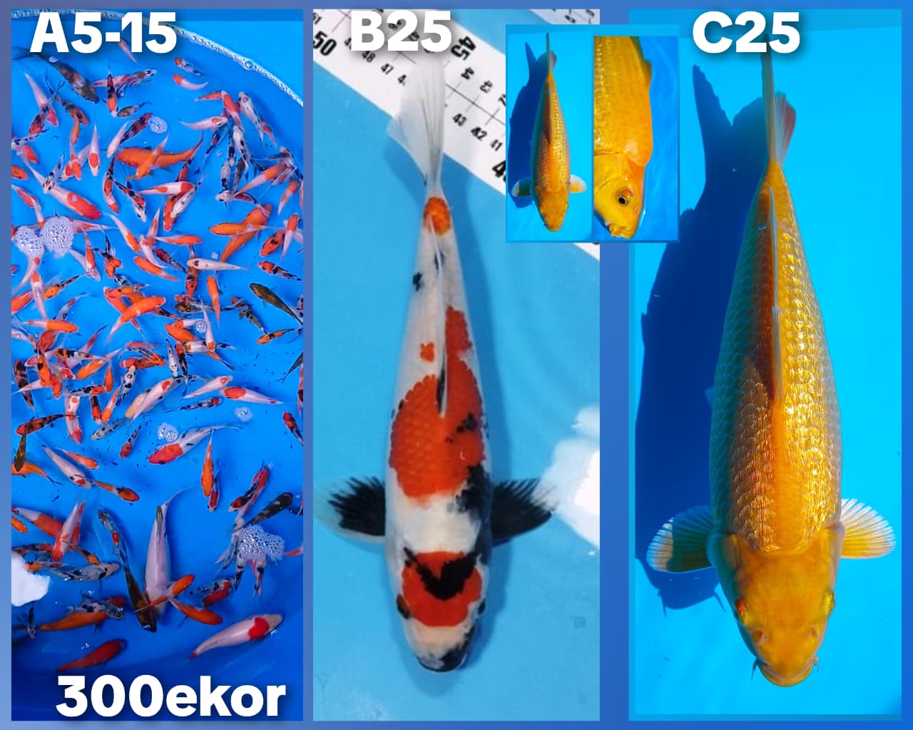 Lelang Koi Online, Jual Beli Ikan Koi, Pasar Koi Terbaik, Agen Lelang Koi, Penawaran Koi Berkualitas, Harga Jual Koi, Lelang Ikan Koi Import, Beli Koi Online, Jual Koi Murah, Koi Showroom, Penjual Koi Terpercaya, Lelang Koi Jakarta, Jual Koi Lokal, Koi Kualitas Unggul, Harga Terbaik Koi, Jual Koi Indukan, Lelang Ikan Hias Koi, Pasar Koi Indonesia, Beli Koi Berkualitas Tinggi, Koi Farm Terbesar, Jual Beli Koi Impor, Lelang Ikan Koi Kualitas Premium, Daftar Harga Koi Terbaru, Pusat Jual Beli Koi, Info Lelang Koi Hari Ini.