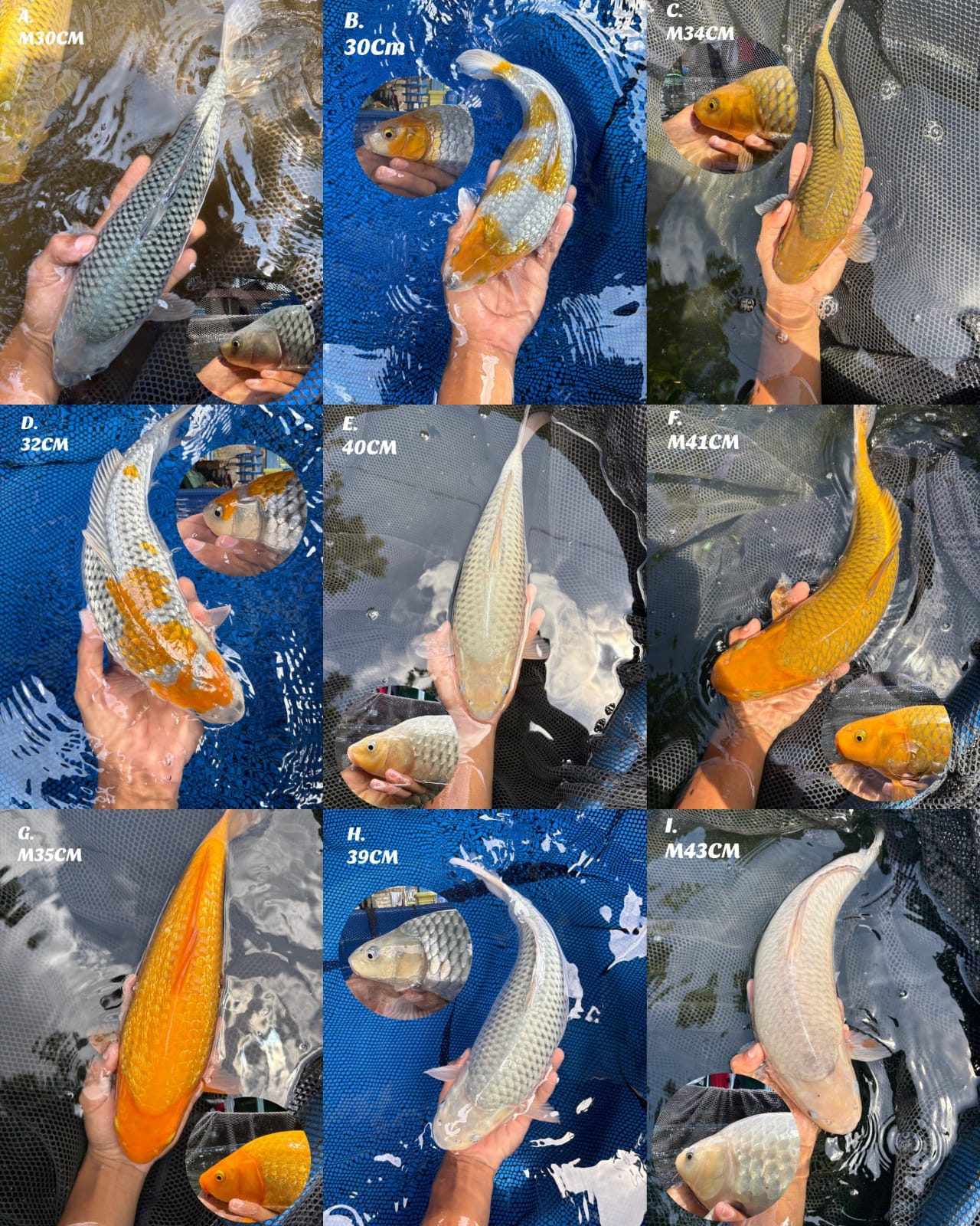Lelang Koi Online, Jual Beli Ikan Koi, Pasar Koi Terbaik, Agen Lelang Koi, Penawaran Koi Berkualitas, Harga Jual Koi, Lelang Ikan Koi Import, Beli Koi Online, Jual Koi Murah, Koi Showroom, Penjual Koi Terpercaya, Lelang Koi Jakarta, Jual Koi Lokal, Koi Kualitas Unggul, Harga Terbaik Koi, Jual Koi Indukan, Lelang Ikan Hias Koi, Pasar Koi Indonesia, Beli Koi Berkualitas Tinggi, Koi Farm Terbesar, Jual Beli Koi Impor, Lelang Ikan Koi Kualitas Premium, Daftar Harga Koi Terbaru, Pusat Jual Beli Koi, Info Lelang Koi Hari Ini.