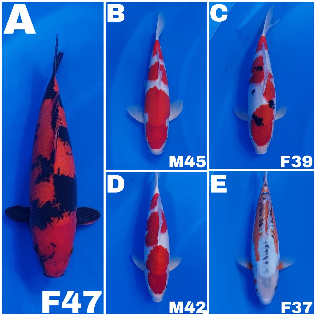 Lelang Koi Online, Jual Beli Ikan Koi, Pasar Koi Terbaik, Agen Lelang Koi, Penawaran Koi Berkualitas, Harga Jual Koi, Lelang Ikan Koi Import, Beli Koi Online, Jual Koi Murah, Koi Showroom, Penjual Koi Terpercaya, Lelang Koi Jakarta, Jual Koi Lokal, Koi Kualitas Unggul, Harga Terbaik Koi, Jual Koi Indukan, Lelang Ikan Hias Koi, Pasar Koi Indonesia, Beli Koi Berkualitas Tinggi, Koi Farm Terbesar, Jual Beli Koi Impor, Lelang Ikan Koi Kualitas Premium, Daftar Harga Koi Terbaru, Pusat Jual Beli Koi, Info Lelang Koi Hari Ini.