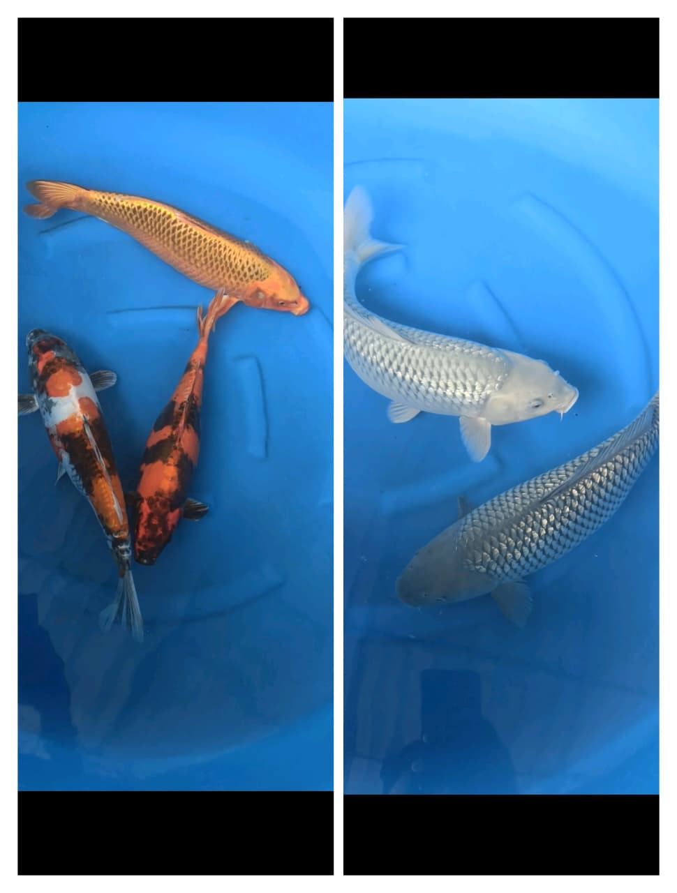 Lelang Koi Online, Jual Beli Ikan Koi, Pasar Koi Terbaik, Agen Lelang Koi, Penawaran Koi Berkualitas, Harga Jual Koi, Lelang Ikan Koi Import, Beli Koi Online, Jual Koi Murah, Koi Showroom, Penjual Koi Terpercaya, Lelang Koi Jakarta, Jual Koi Lokal, Koi Kualitas Unggul, Harga Terbaik Koi, Jual Koi Indukan, Lelang Ikan Hias Koi, Pasar Koi Indonesia, Beli Koi Berkualitas Tinggi, Koi Farm Terbesar, Jual Beli Koi Impor, Lelang Ikan Koi Kualitas Premium, Daftar Harga Koi Terbaru, Pusat Jual Beli Koi, Info Lelang Koi Hari Ini.
