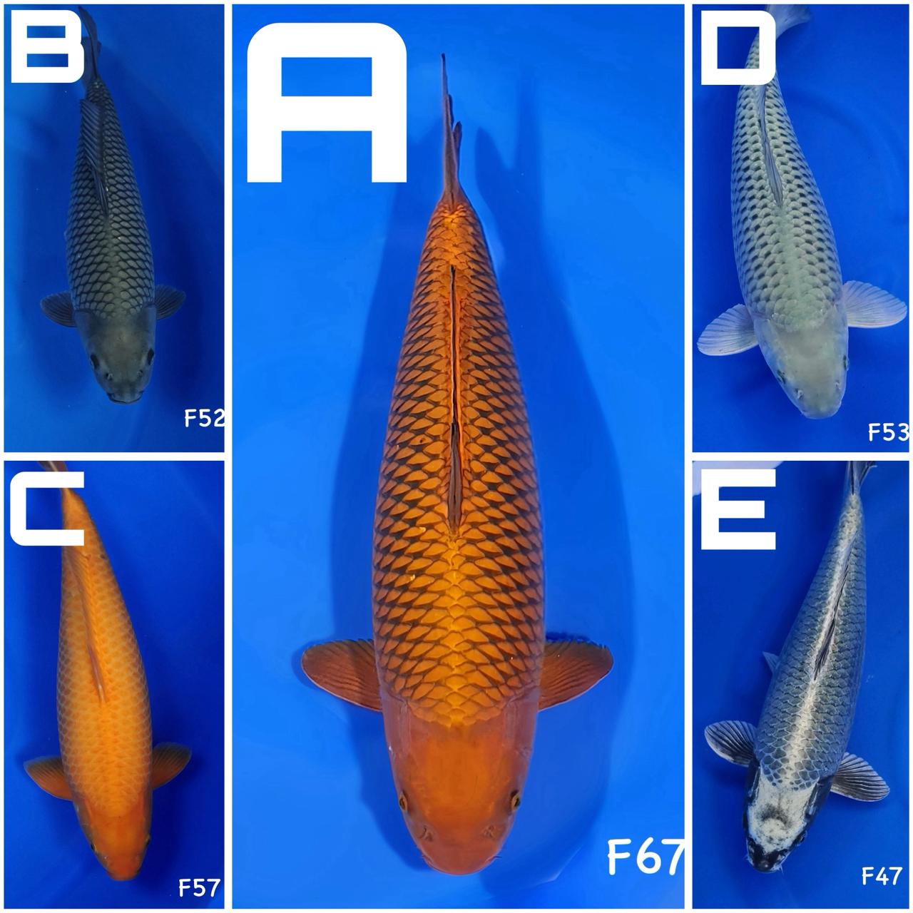 Lelang Koi Online, Jual Beli Ikan Koi, Pasar Koi Terbaik, Agen Lelang Koi, Penawaran Koi Berkualitas, Harga Jual Koi, Lelang Ikan Koi Import, Beli Koi Online, Jual Koi Murah, Koi Showroom, Penjual Koi Terpercaya, Lelang Koi Jakarta, Jual Koi Lokal, Koi Kualitas Unggul, Harga Terbaik Koi, Jual Koi Indukan, Lelang Ikan Hias Koi, Pasar Koi Indonesia, Beli Koi Berkualitas Tinggi, Koi Farm Terbesar, Jual Beli Koi Impor, Lelang Ikan Koi Kualitas Premium, Daftar Harga Koi Terbaru, Pusat Jual Beli Koi, Info Lelang Koi Hari Ini.