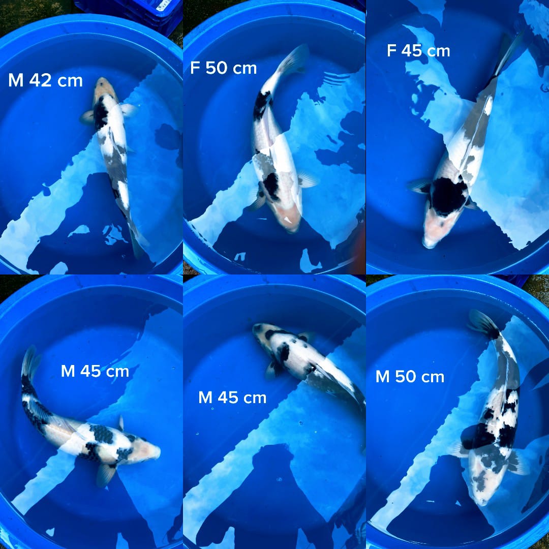 Lelang Koi Online, Jual Beli Ikan Koi, Pasar Koi Terbaik, Agen Lelang Koi, Penawaran Koi Berkualitas, Harga Jual Koi, Lelang Ikan Koi Import, Beli Koi Online, Jual Koi Murah, Koi Showroom, Penjual Koi Terpercaya, Lelang Koi Jakarta, Jual Koi Lokal, Koi Kualitas Unggul, Harga Terbaik Koi, Jual Koi Indukan, Lelang Ikan Hias Koi, Pasar Koi Indonesia, Beli Koi Berkualitas Tinggi, Koi Farm Terbesar, Jual Beli Koi Impor, Lelang Ikan Koi Kualitas Premium, Daftar Harga Koi Terbaru, Pusat Jual Beli Koi, Info Lelang Koi Hari Ini.