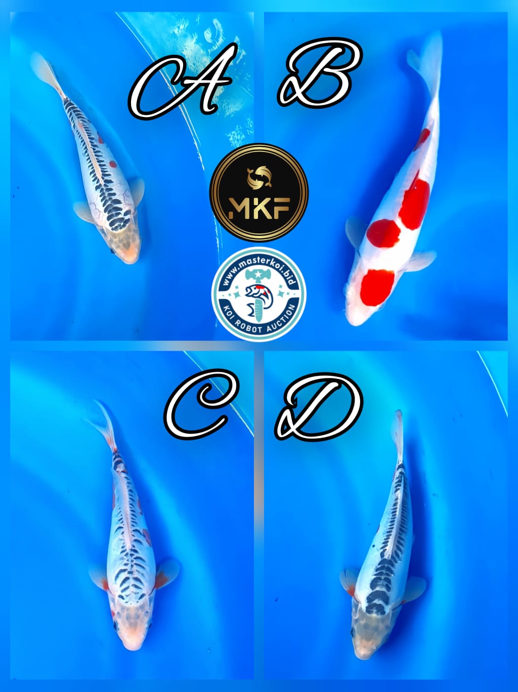 Lelang Koi Online, Jual Beli Ikan Koi, Pasar Koi Terbaik, Agen Lelang Koi, Penawaran Koi Berkualitas, Harga Jual Koi, Lelang Ikan Koi Import, Beli Koi Online, Jual Koi Murah, Koi Showroom, Penjual Koi Terpercaya, Lelang Koi Jakarta, Jual Koi Lokal, Koi Kualitas Unggul, Harga Terbaik Koi, Jual Koi Indukan, Lelang Ikan Hias Koi, Pasar Koi Indonesia, Beli Koi Berkualitas Tinggi, Koi Farm Terbesar, Jual Beli Koi Impor, Lelang Ikan Koi Kualitas Premium, Daftar Harga Koi Terbaru, Pusat Jual Beli Koi, Info Lelang Koi Hari Ini.