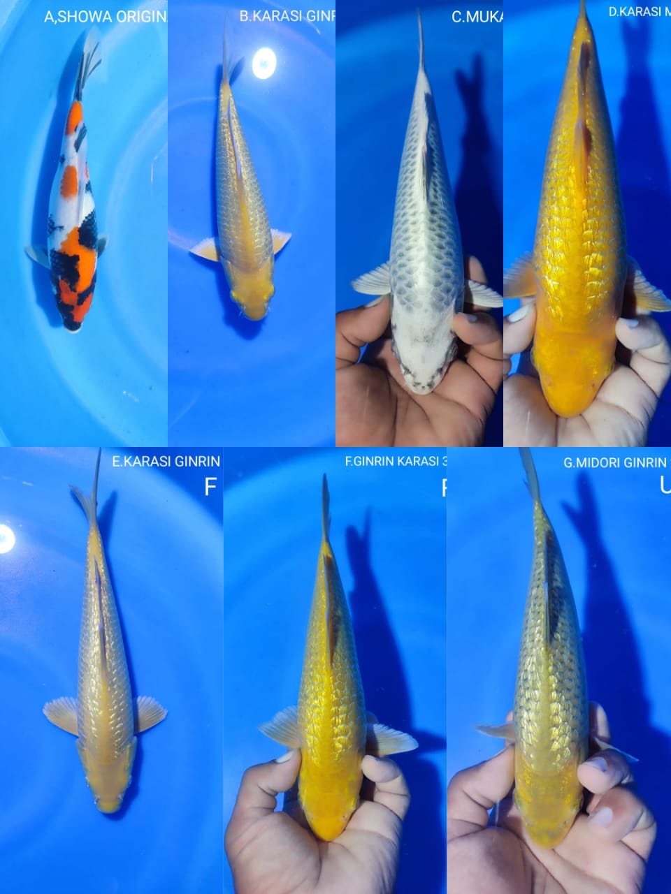 Lelang Koi Online, Jual Beli Ikan Koi, Pasar Koi Terbaik, Agen Lelang Koi, Penawaran Koi Berkualitas, Harga Jual Koi, Lelang Ikan Koi Import, Beli Koi Online, Jual Koi Murah, Koi Showroom, Penjual Koi Terpercaya, Lelang Koi Jakarta, Jual Koi Lokal, Koi Kualitas Unggul, Harga Terbaik Koi, Jual Koi Indukan, Lelang Ikan Hias Koi, Pasar Koi Indonesia, Beli Koi Berkualitas Tinggi, Koi Farm Terbesar, Jual Beli Koi Impor, Lelang Ikan Koi Kualitas Premium, Daftar Harga Koi Terbaru, Pusat Jual Beli Koi, Info Lelang Koi Hari Ini.