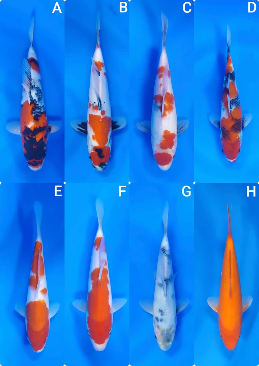 Lelang Koi Online, Jual Beli Ikan Koi, Pasar Koi Terbaik, Agen Lelang Koi, Penawaran Koi Berkualitas, Harga Jual Koi, Lelang Ikan Koi Import, Beli Koi Online, Jual Koi Murah, Koi Showroom, Penjual Koi Terpercaya, Lelang Koi Jakarta, Jual Koi Lokal, Koi Kualitas Unggul, Harga Terbaik Koi, Jual Koi Indukan, Lelang Ikan Hias Koi, Pasar Koi Indonesia, Beli Koi Berkualitas Tinggi, Koi Farm Terbesar, Jual Beli Koi Impor, Lelang Ikan Koi Kualitas Premium, Daftar Harga Koi Terbaru, Pusat Jual Beli Koi, Info Lelang Koi Hari Ini.