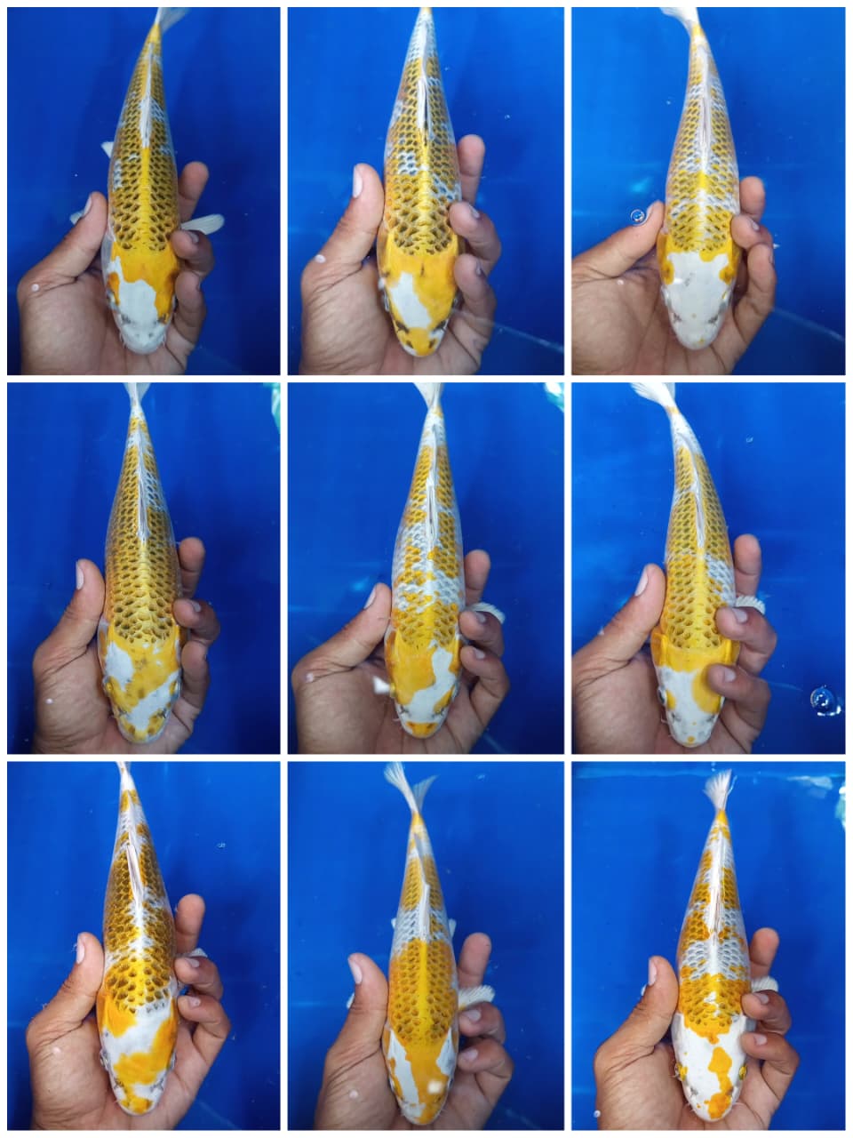 Lelang Koi Online, Jual Beli Ikan Koi, Pasar Koi Terbaik, Agen Lelang Koi, Penawaran Koi Berkualitas, Harga Jual Koi, Lelang Ikan Koi Import, Beli Koi Online, Jual Koi Murah, Koi Showroom, Penjual Koi Terpercaya, Lelang Koi Jakarta, Jual Koi Lokal, Koi Kualitas Unggul, Harga Terbaik Koi, Jual Koi Indukan, Lelang Ikan Hias Koi, Pasar Koi Indonesia, Beli Koi Berkualitas Tinggi, Koi Farm Terbesar, Jual Beli Koi Impor, Lelang Ikan Koi Kualitas Premium, Daftar Harga Koi Terbaru, Pusat Jual Beli Koi, Info Lelang Koi Hari Ini.