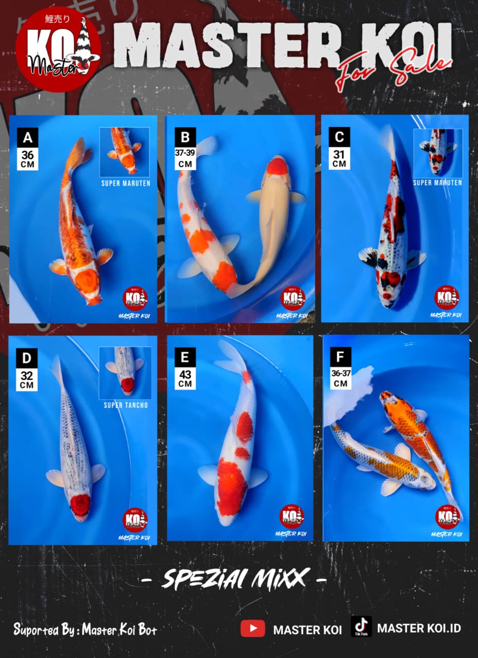 Lelang Koi Online, Jual Beli Ikan Koi, Pasar Koi Terbaik, Agen Lelang Koi, Penawaran Koi Berkualitas, Harga Jual Koi, Lelang Ikan Koi Import, Beli Koi Online, Jual Koi Murah, Koi Showroom, Penjual Koi Terpercaya, Lelang Koi Jakarta, Jual Koi Lokal, Koi Kualitas Unggul, Harga Terbaik Koi, Jual Koi Indukan, Lelang Ikan Hias Koi, Pasar Koi Indonesia, Beli Koi Berkualitas Tinggi, Koi Farm Terbesar, Jual Beli Koi Impor, Lelang Ikan Koi Kualitas Premium, Daftar Harga Koi Terbaru, Pusat Jual Beli Koi, Info Lelang Koi Hari Ini.