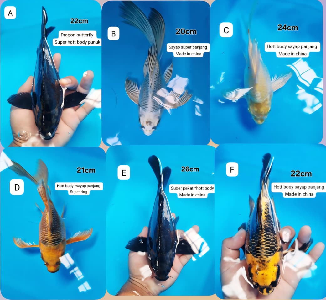 Lelang Koi Online, Jual Beli Ikan Koi, Pasar Koi Terbaik, Agen Lelang Koi, Penawaran Koi Berkualitas, Harga Jual Koi, Lelang Ikan Koi Import, Beli Koi Online, Jual Koi Murah, Koi Showroom, Penjual Koi Terpercaya, Lelang Koi Jakarta, Jual Koi Lokal, Koi Kualitas Unggul, Harga Terbaik Koi, Jual Koi Indukan, Lelang Ikan Hias Koi, Pasar Koi Indonesia, Beli Koi Berkualitas Tinggi, Koi Farm Terbesar, Jual Beli Koi Impor, Lelang Ikan Koi Kualitas Premium, Daftar Harga Koi Terbaru, Pusat Jual Beli Koi, Info Lelang Koi Hari Ini.
