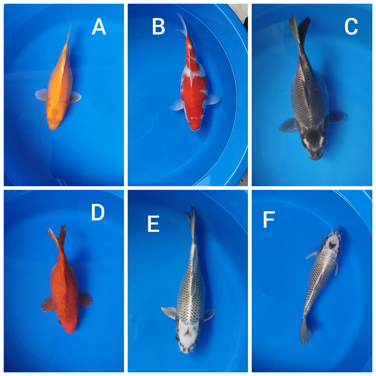 Lelang Koi Online, Jual Beli Ikan Koi, Pasar Koi Terbaik, Agen Lelang Koi, Penawaran Koi Berkualitas, Harga Jual Koi, Lelang Ikan Koi Import, Beli Koi Online, Jual Koi Murah, Koi Showroom, Penjual Koi Terpercaya, Lelang Koi Jakarta, Jual Koi Lokal, Koi Kualitas Unggul, Harga Terbaik Koi, Jual Koi Indukan, Lelang Ikan Hias Koi, Pasar Koi Indonesia, Beli Koi Berkualitas Tinggi, Koi Farm Terbesar, Jual Beli Koi Impor, Lelang Ikan Koi Kualitas Premium, Daftar Harga Koi Terbaru, Pusat Jual Beli Koi, Info Lelang Koi Hari Ini.