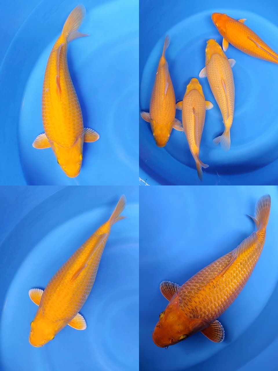 Lelang Koi Online, Jual Beli Ikan Koi, Pasar Koi Terbaik, Agen Lelang Koi, Penawaran Koi Berkualitas, Harga Jual Koi, Lelang Ikan Koi Import, Beli Koi Online, Jual Koi Murah, Koi Showroom, Penjual Koi Terpercaya, Lelang Koi Jakarta, Jual Koi Lokal, Koi Kualitas Unggul, Harga Terbaik Koi, Jual Koi Indukan, Lelang Ikan Hias Koi, Pasar Koi Indonesia, Beli Koi Berkualitas Tinggi, Koi Farm Terbesar, Jual Beli Koi Impor, Lelang Ikan Koi Kualitas Premium, Daftar Harga Koi Terbaru, Pusat Jual Beli Koi, Info Lelang Koi Hari Ini.