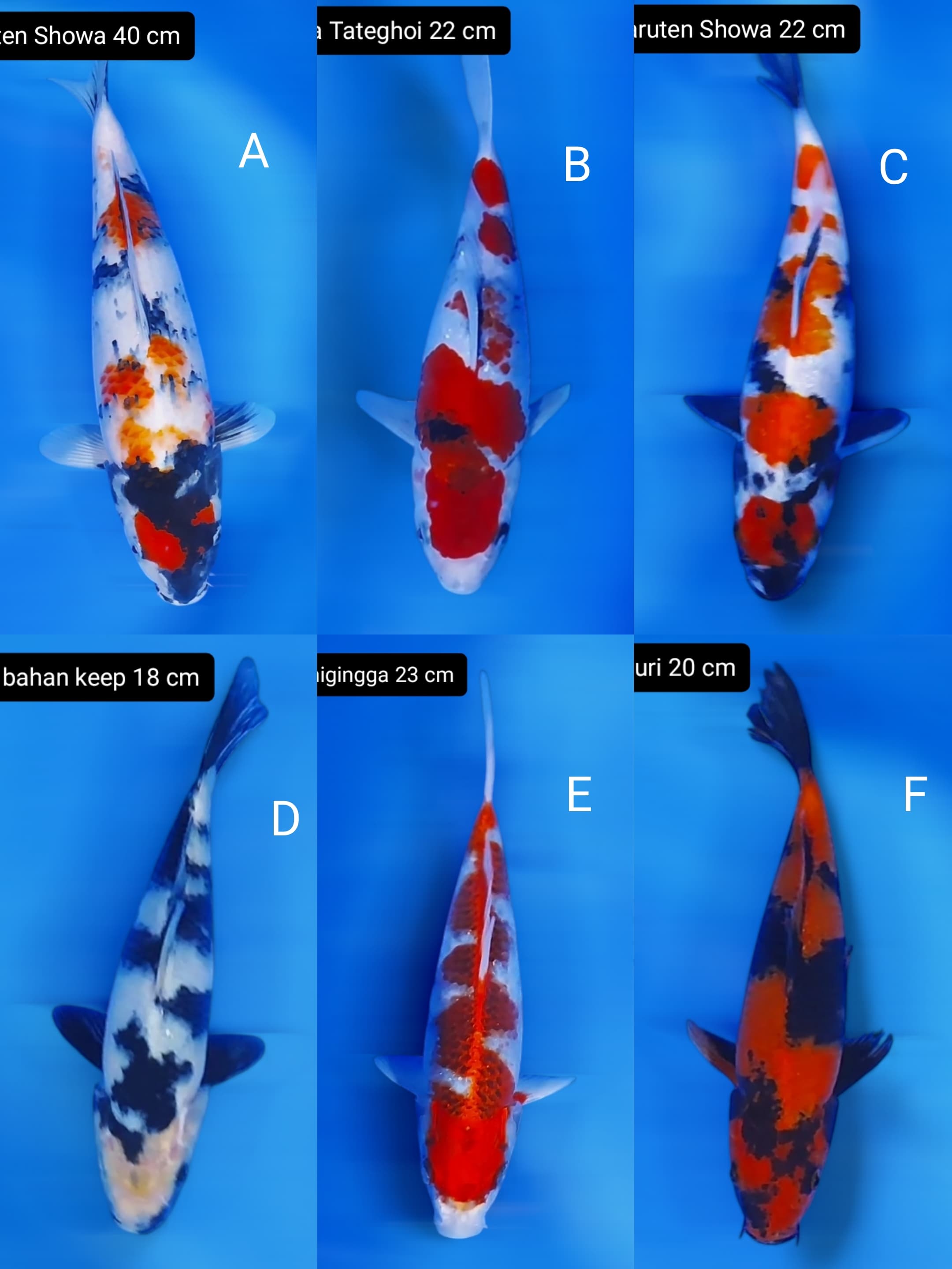 Lelang Koi Online, Jual Beli Ikan Koi, Pasar Koi Terbaik, Agen Lelang Koi, Penawaran Koi Berkualitas, Harga Jual Koi, Lelang Ikan Koi Import, Beli Koi Online, Jual Koi Murah, Koi Showroom, Penjual Koi Terpercaya, Lelang Koi Jakarta, Jual Koi Lokal, Koi Kualitas Unggul, Harga Terbaik Koi, Jual Koi Indukan, Lelang Ikan Hias Koi, Pasar Koi Indonesia, Beli Koi Berkualitas Tinggi, Koi Farm Terbesar, Jual Beli Koi Impor, Lelang Ikan Koi Kualitas Premium, Daftar Harga Koi Terbaru, Pusat Jual Beli Koi, Info Lelang Koi Hari Ini.